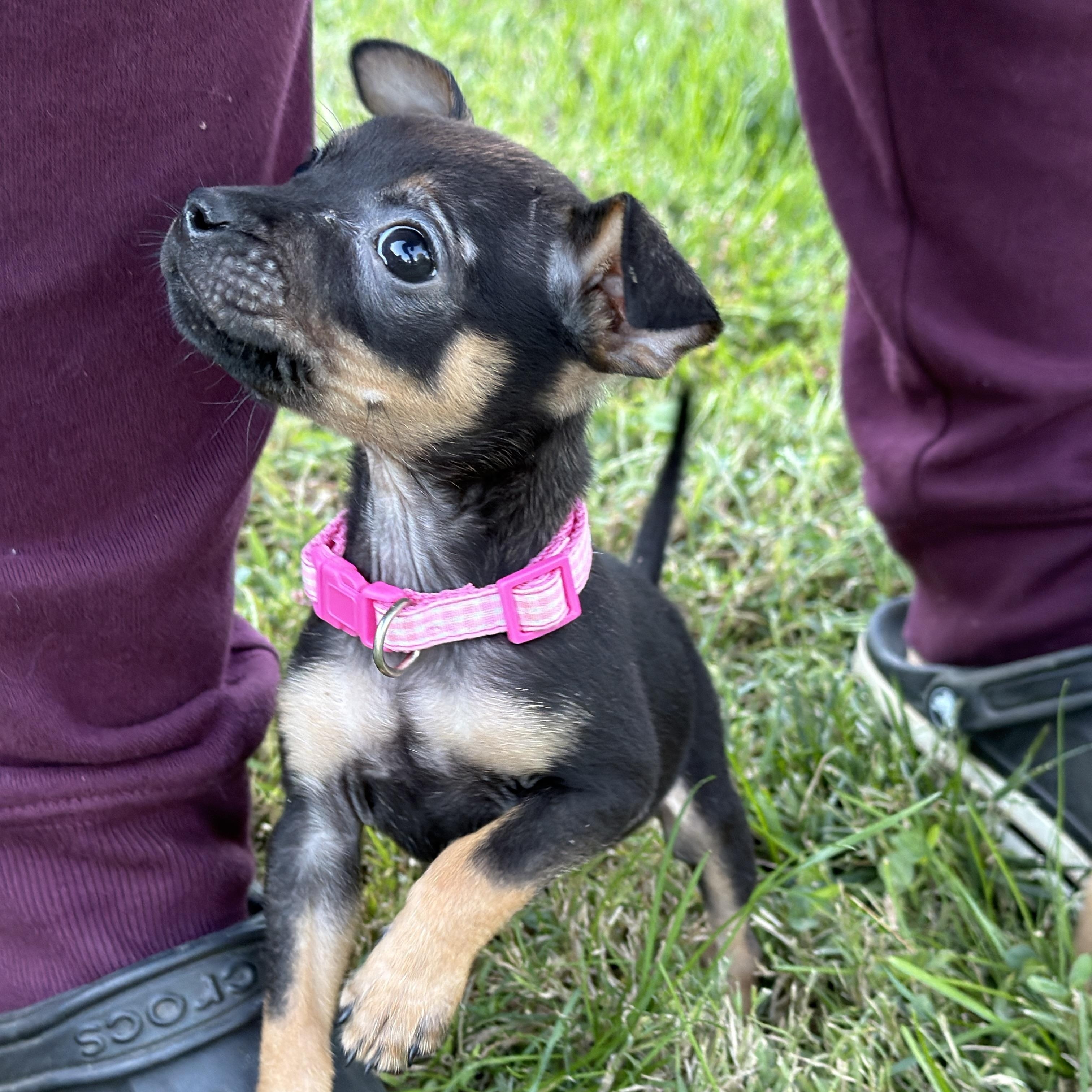 Enlarge LulaBelle, a Adoptable mixed breed in Jeffersonville, IN image 6/6