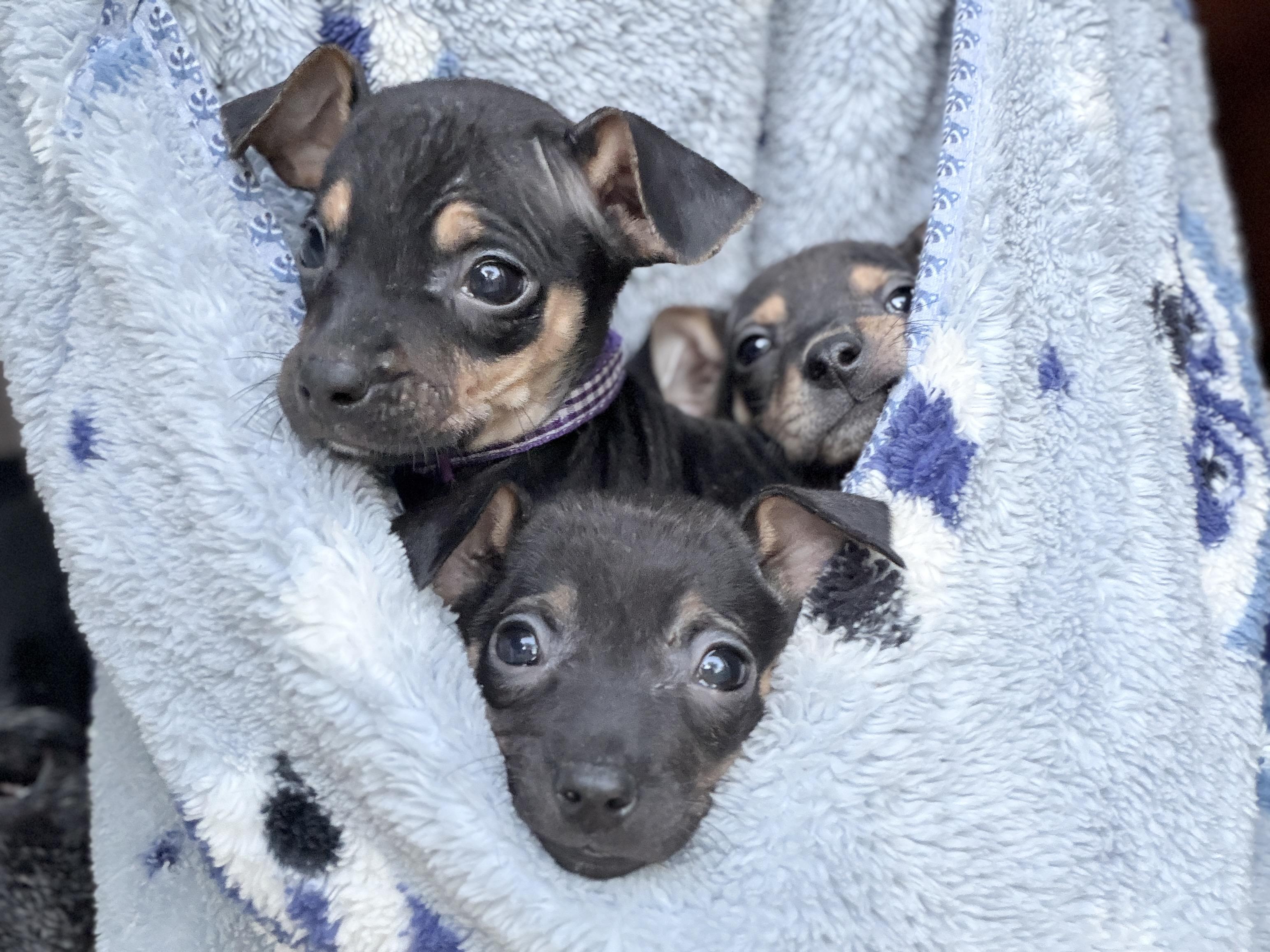 Enlarge LulaBelle, a Adoptable mixed breed in Jeffersonville, IN image 4/6