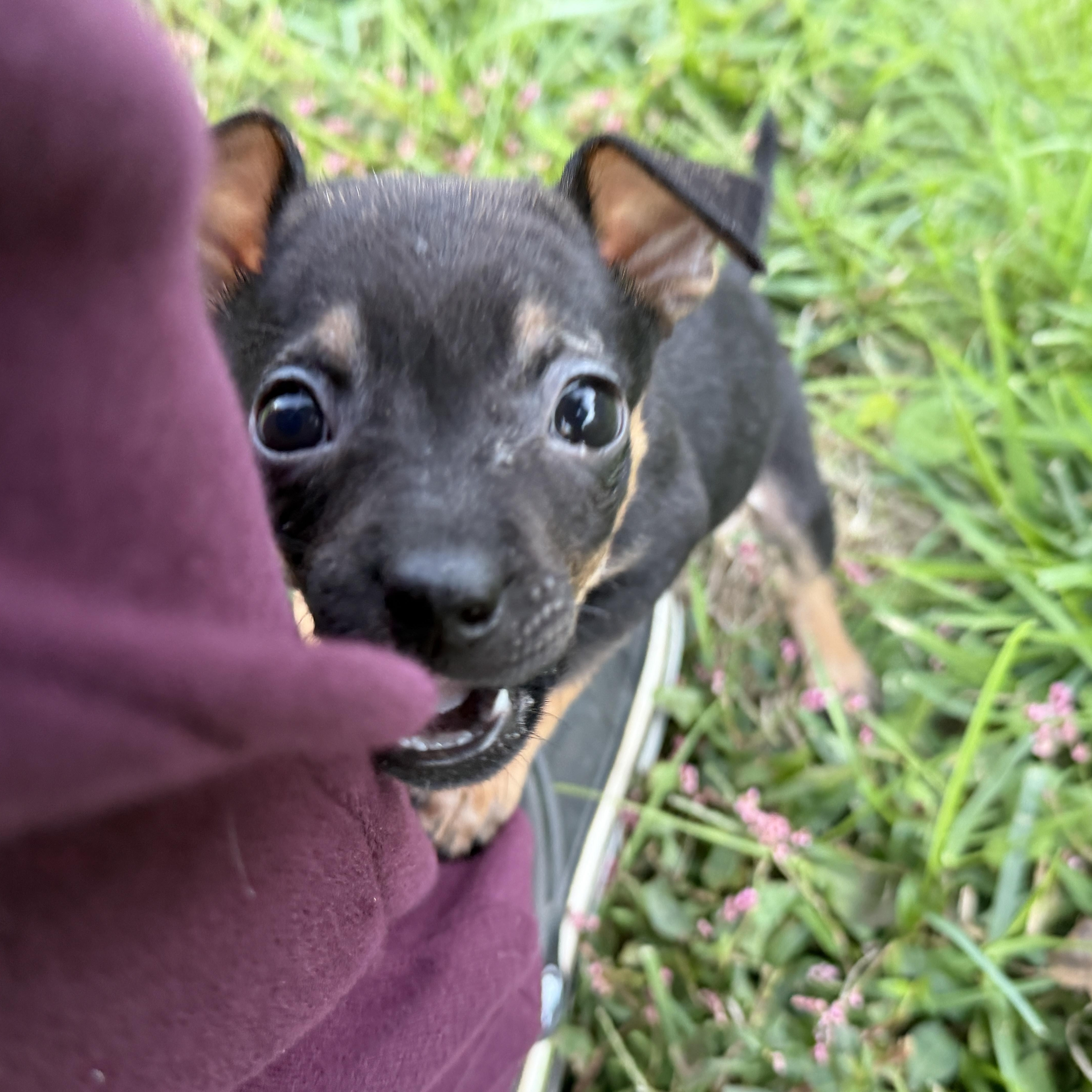 Enlarge LulaBelle, a Adoptable mixed breed in Jeffersonville, IN image 5/6