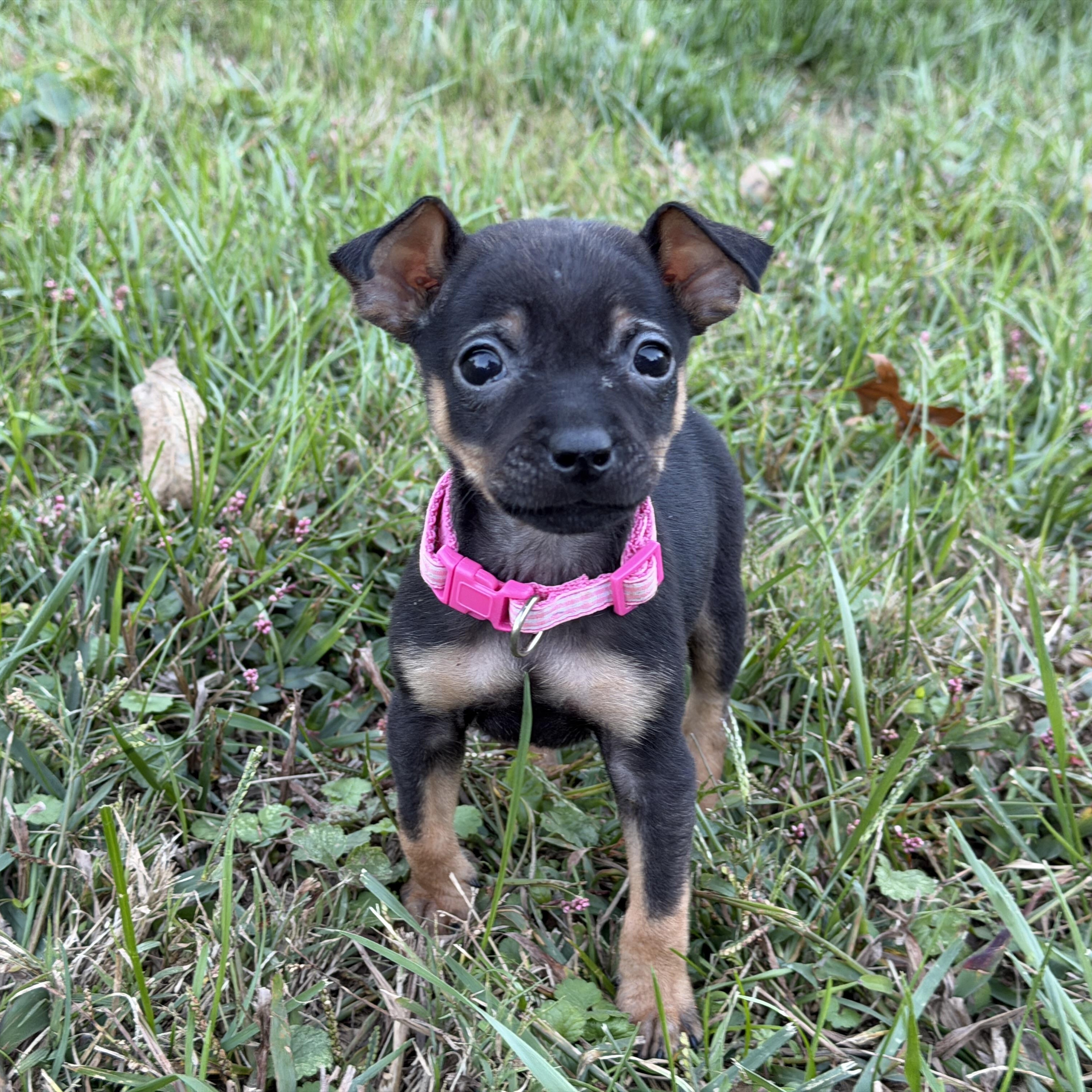 LulaBelle, Adoptable, Puppy Female Miniature Pinscher & Chihuahua.