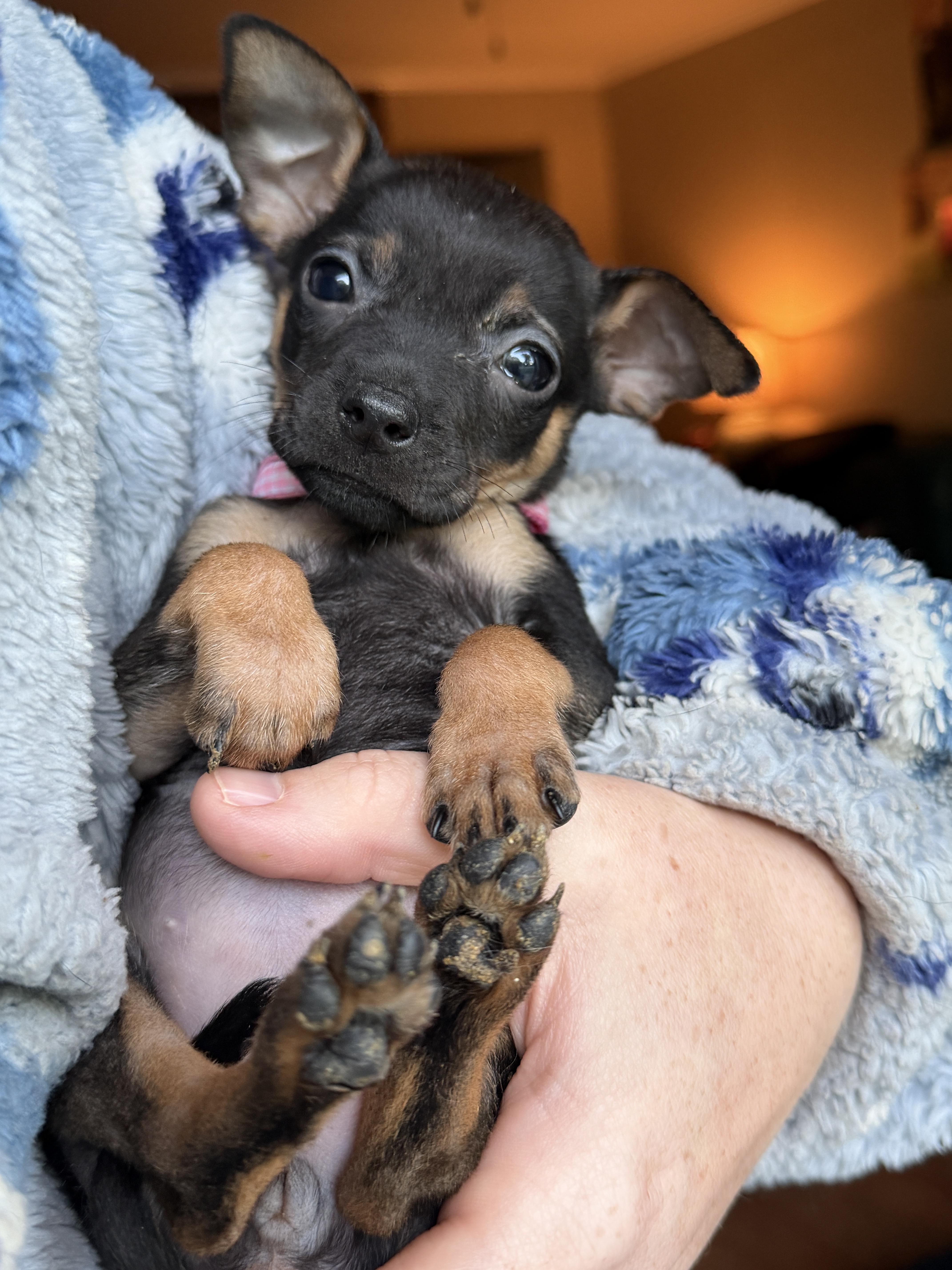 Enlarge LulaBelle, a Adoptable mixed breed in Jeffersonville, IN image 3/6
