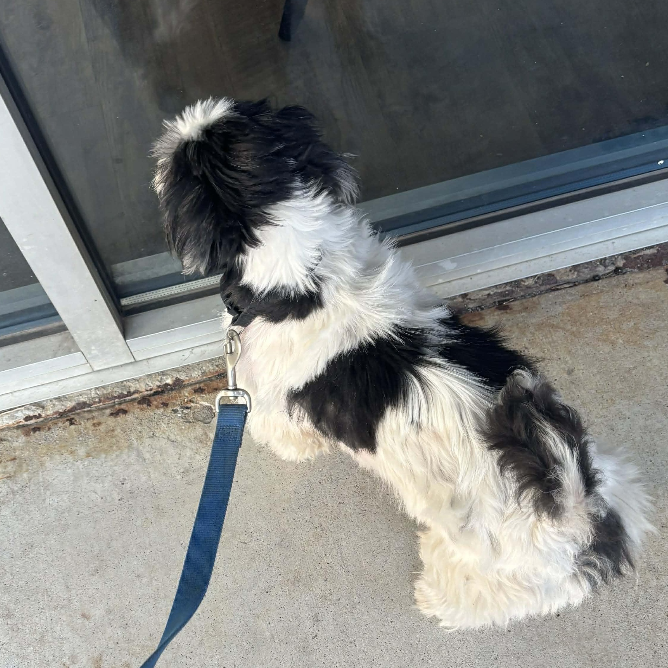 Enlarge Kovi, an adopted mixed breed in Tacoma, WA image 6/6