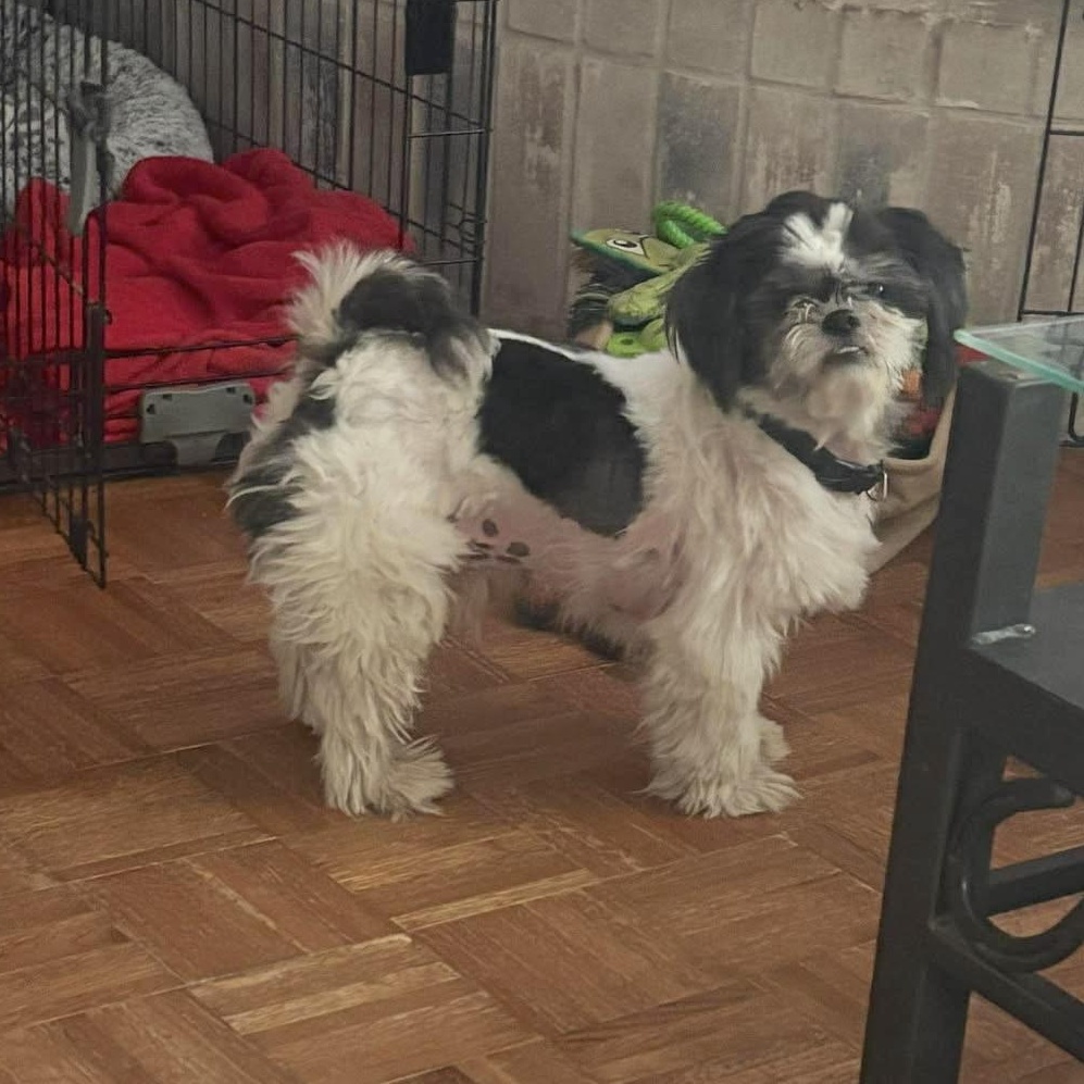 Enlarge Kovi, an adopted mixed breed in Tacoma, WA image 2/6