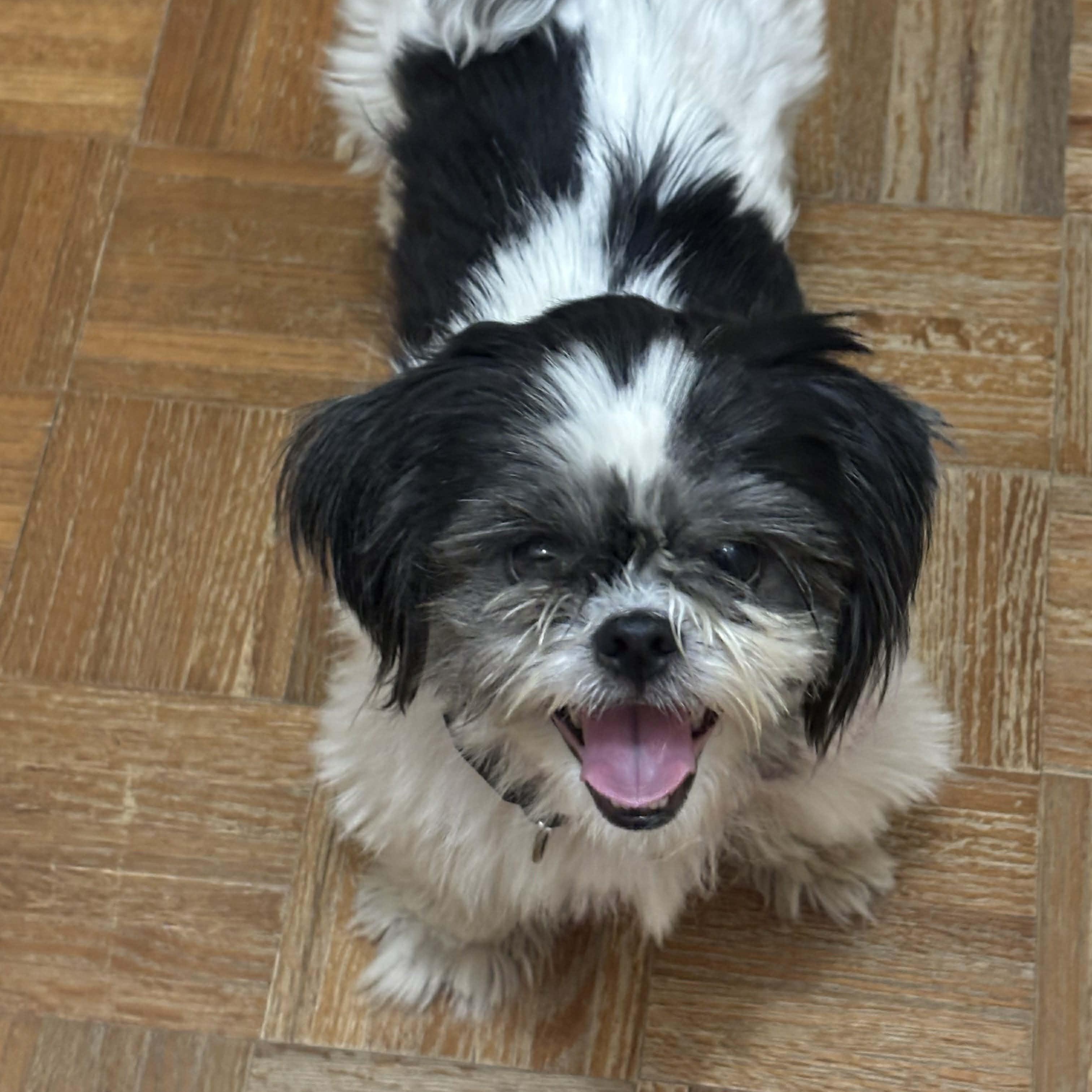 Kovi, adopted, Adult Male Shih Tzu.