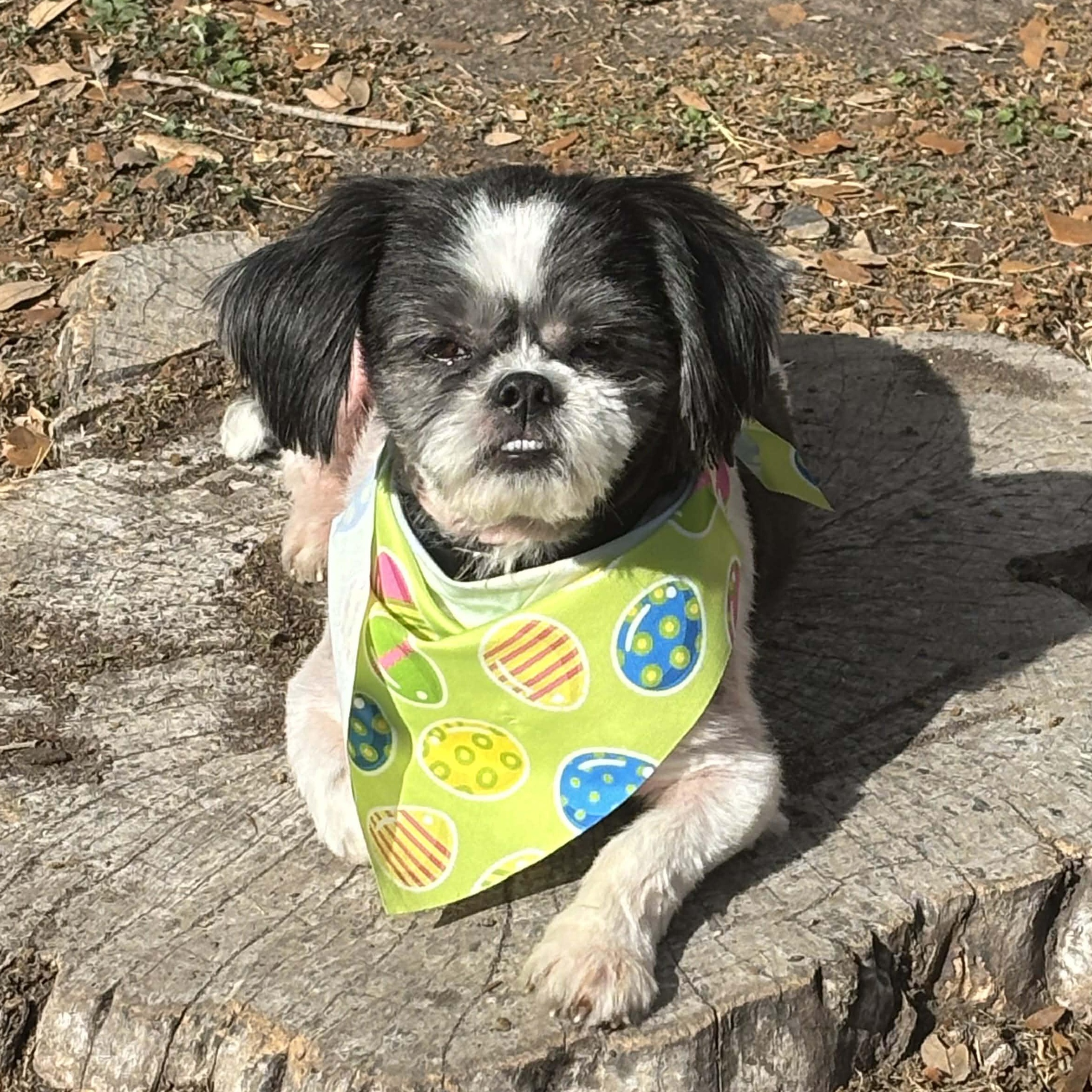 Enlarge Kovi, an adopted mixed breed in Tacoma, WA image 5/6
