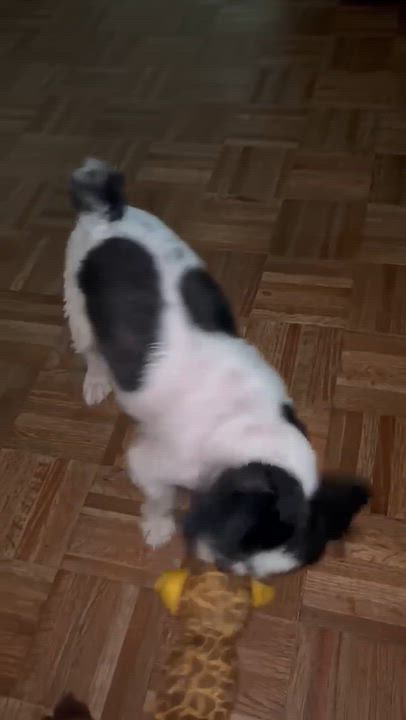 Enlarge Kovi, an adopted mixed breed in Tacoma, WA video 4/6