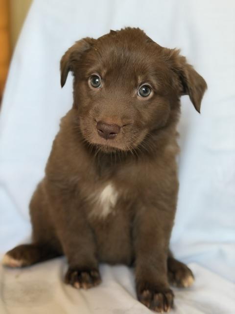 Mia, adopted, Puppy Female Chocolate Labrador Retriever.