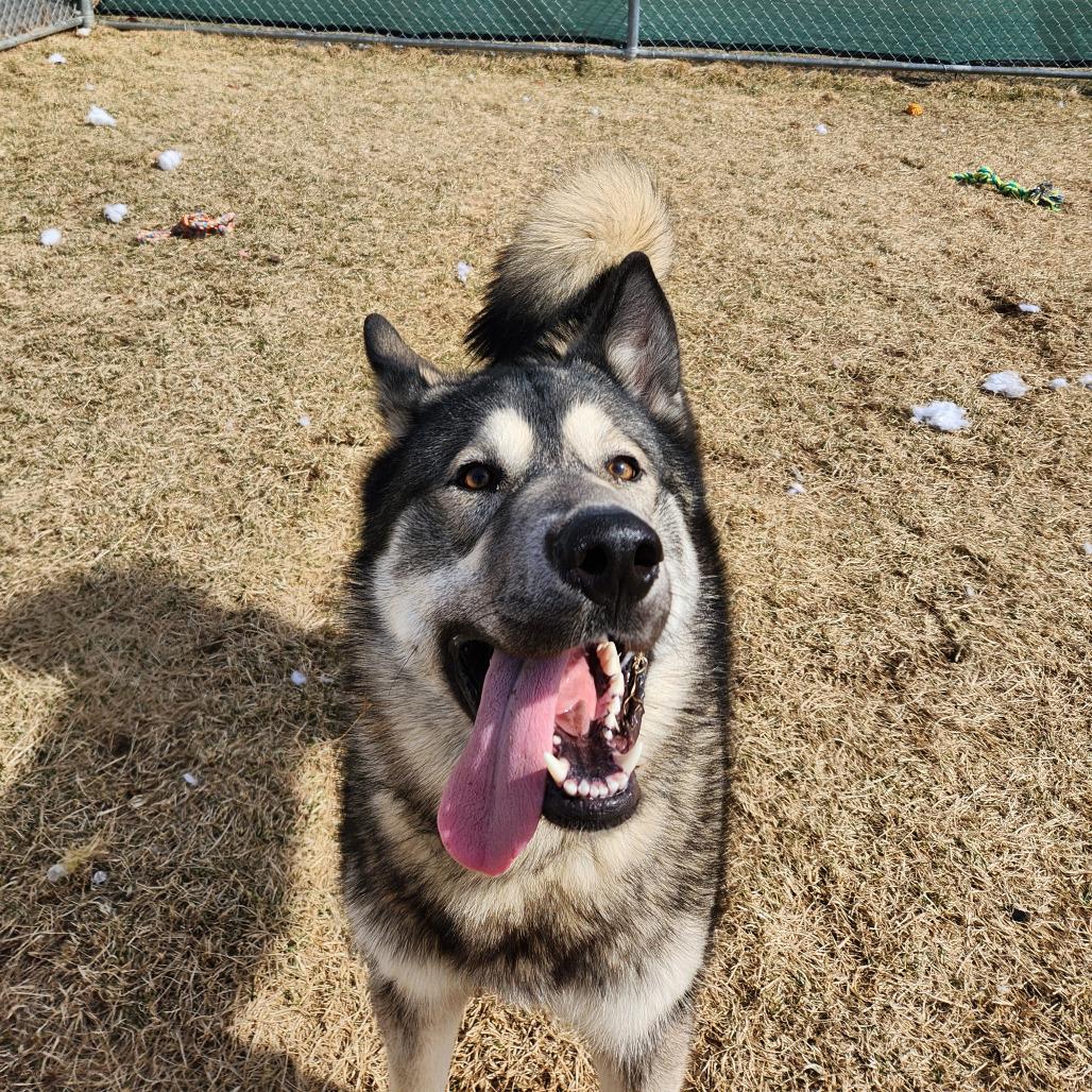 Enlarge Waylon, a Adoptable Husky in Harrisonburg, VA image 1/6