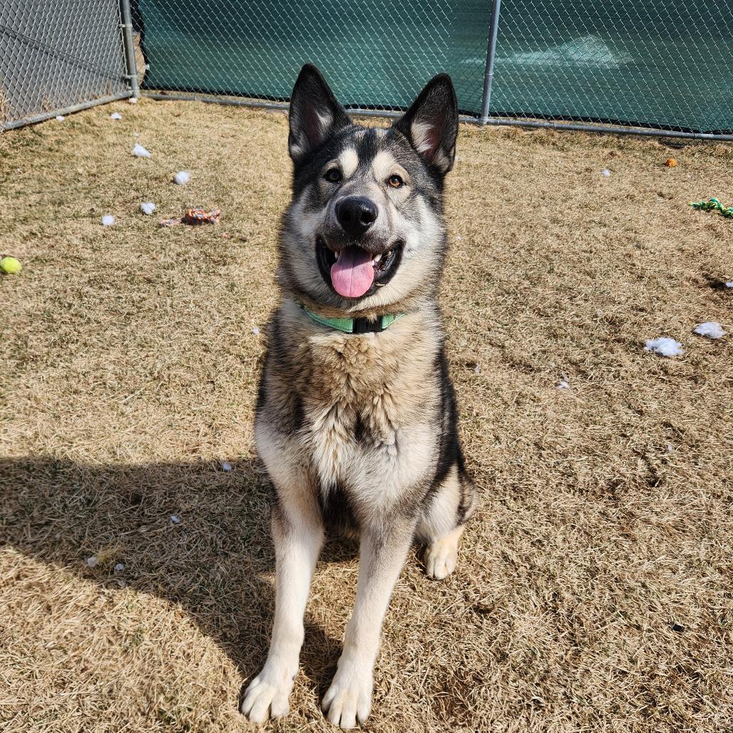 Enlarge Waylon, a Adoptable Husky in Harrisonburg, VA image 2/6