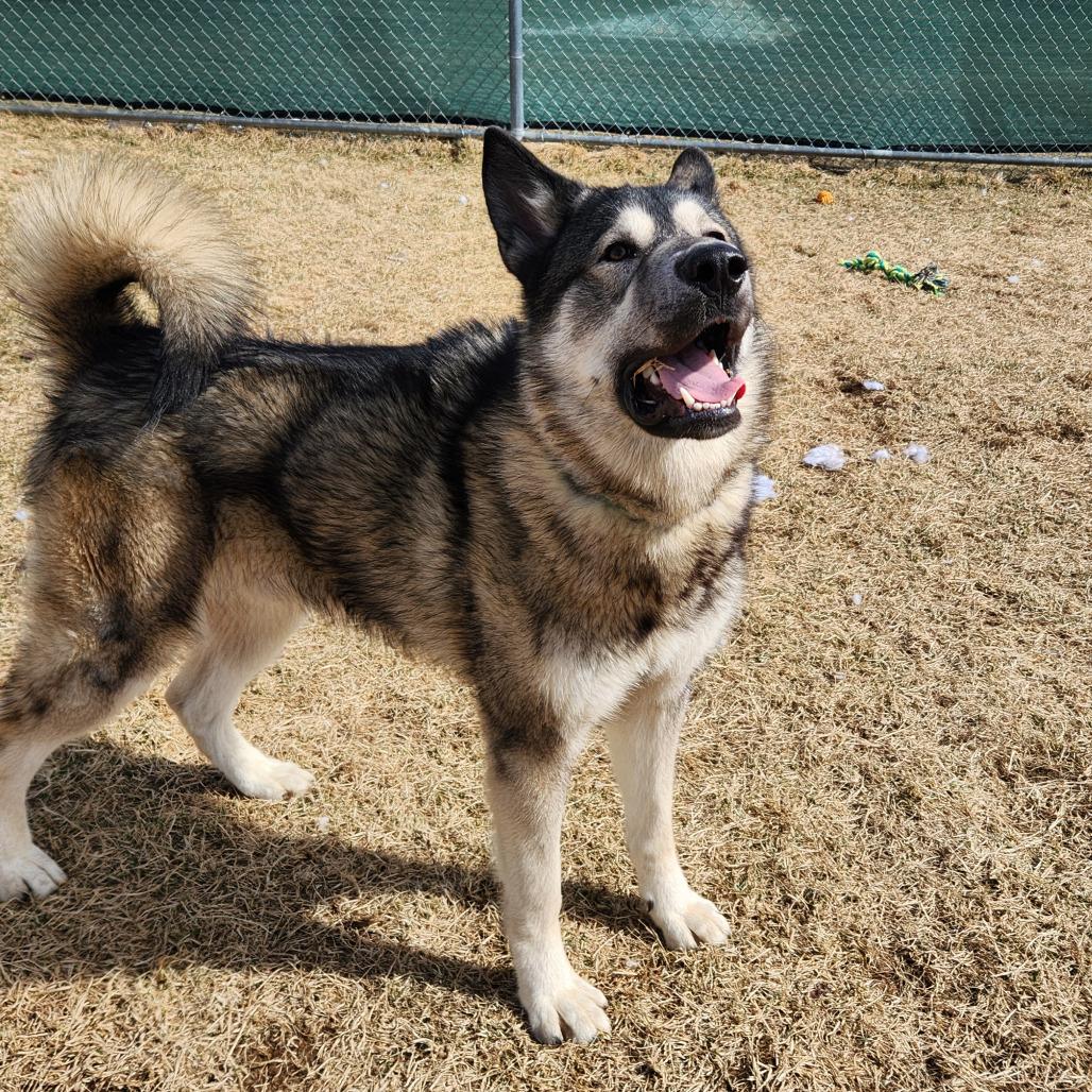 Enlarge Waylon, a Adoptable Husky in Harrisonburg, VA image 3/6