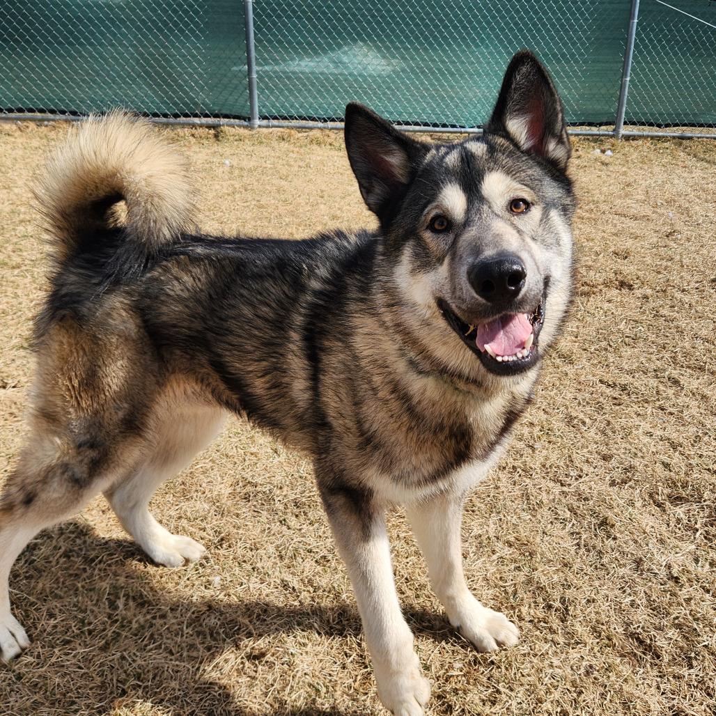 Enlarge Waylon, a Adoptable Husky in Harrisonburg, VA image 4/6