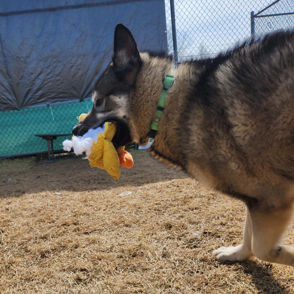 Enlarge Waylon, a Adoptable Husky in Harrisonburg, VA image 5/6