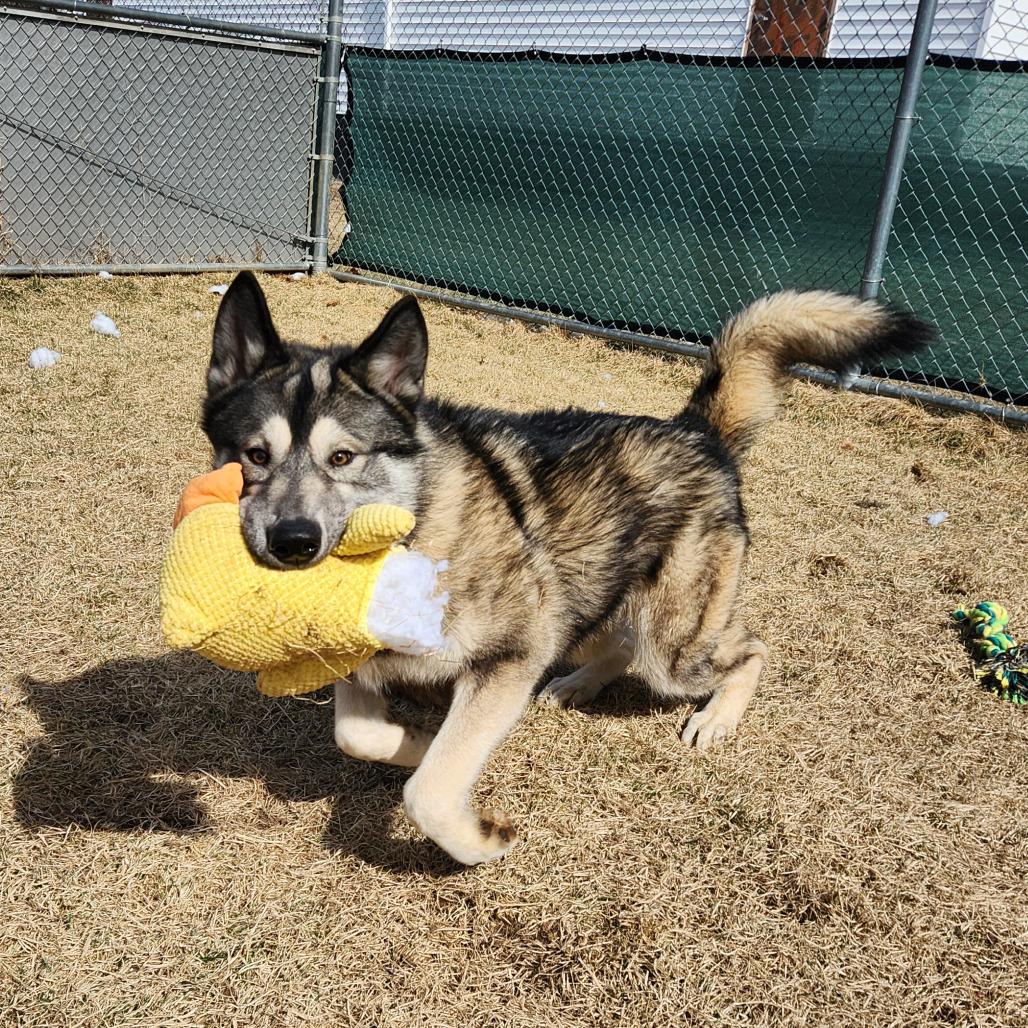Enlarge Waylon, a Adoptable Husky in Harrisonburg, VA image 6/6