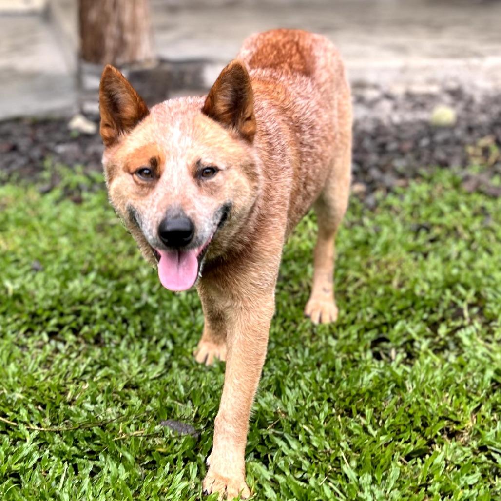 Enlarge Bandit, a Adoptable Cattle Dog in Keaau, HI image 1/3