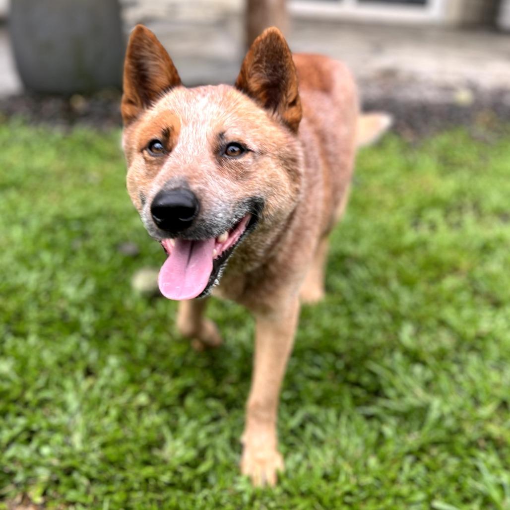 Enlarge Bandit, a Adoptable Cattle Dog in Keaau, HI image 2/3