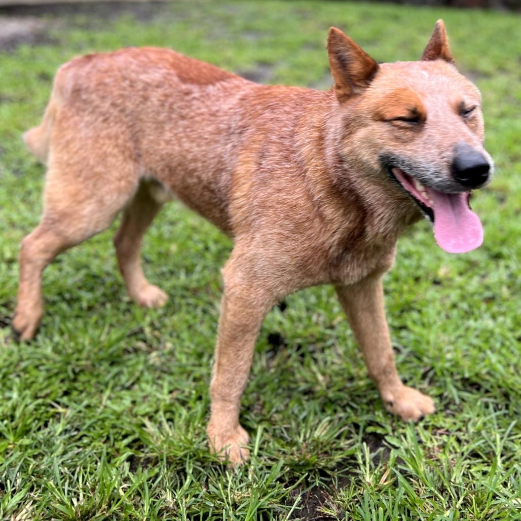 Enlarge Bandit, a Adoptable Cattle Dog in Keaau, HI image 3/3