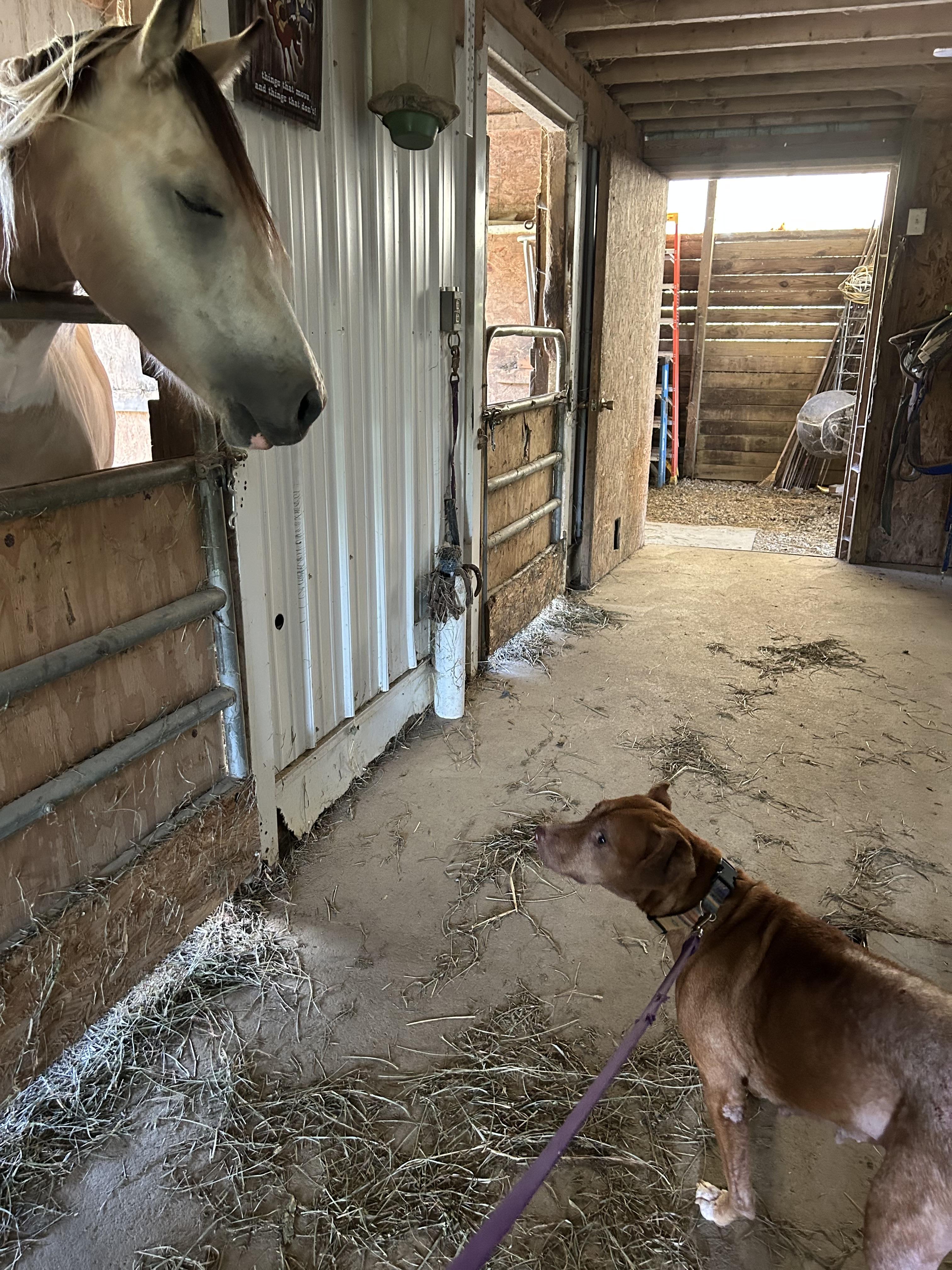 Enlarge Chloe, a Adoptable mixed breed in Stahlstown, PA image 1/3