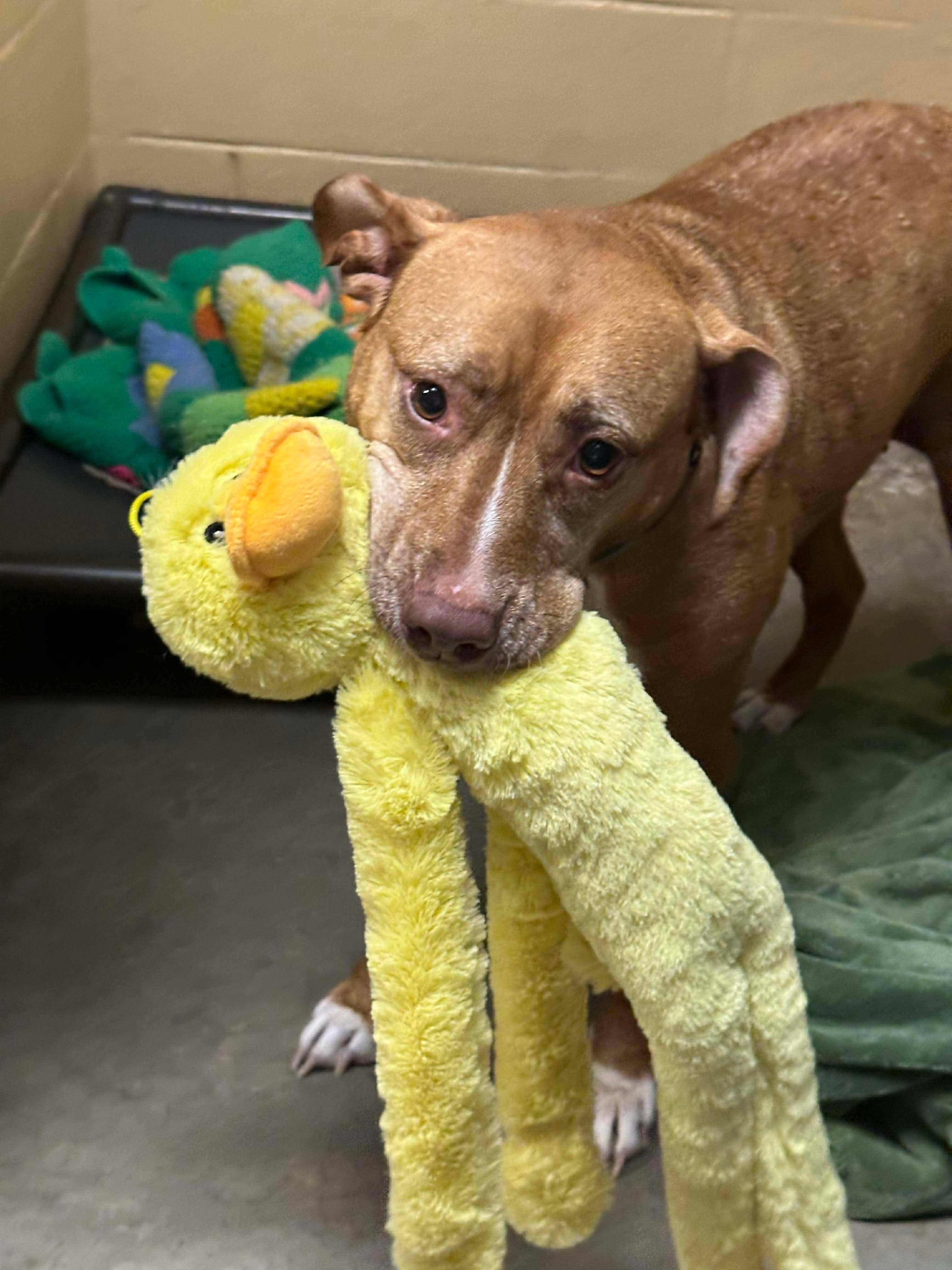 Enlarge Chloe, a Adoptable mixed breed in Stahlstown, PA image 2/3