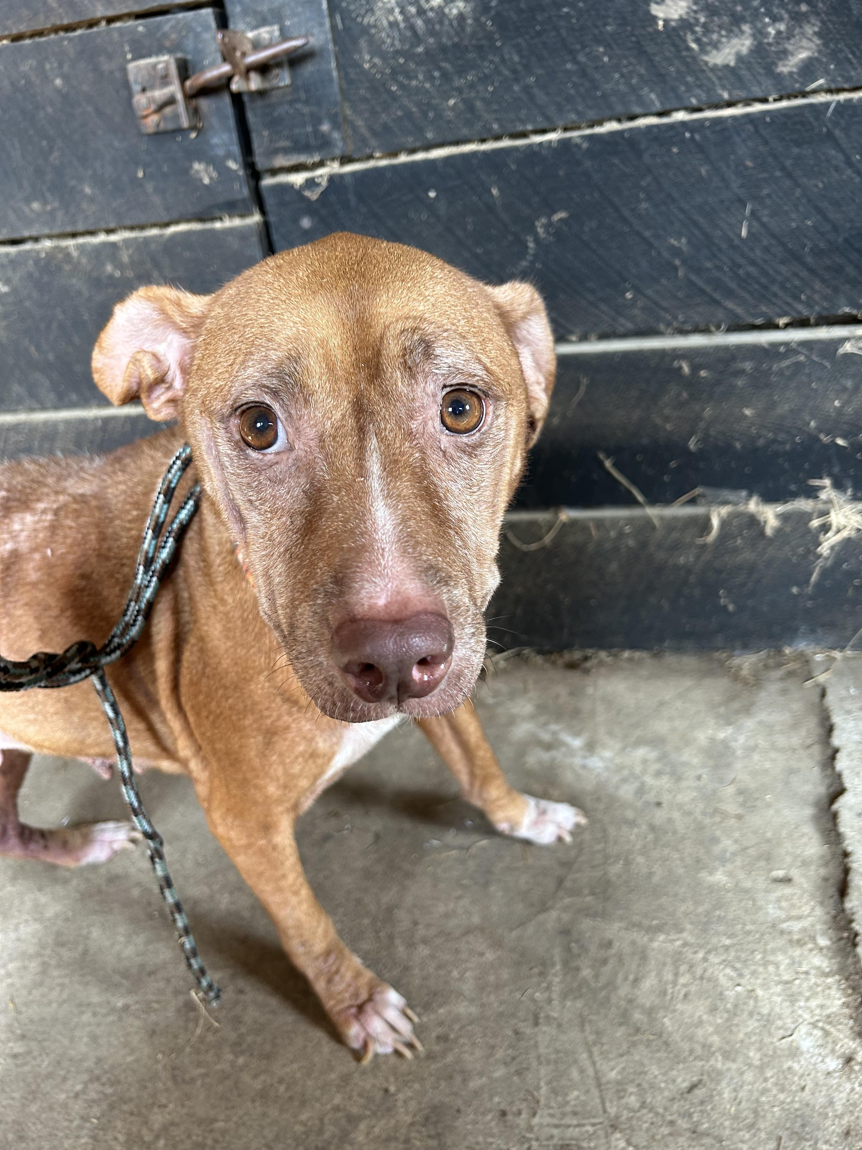 Enlarge Chloe, a Adoptable mixed breed in Stahlstown, PA image 3/3