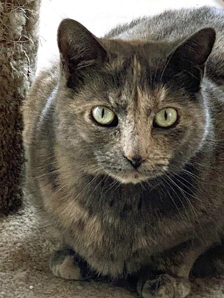 Trixie, Adoptable, Adult Female Domestic Short Hair.