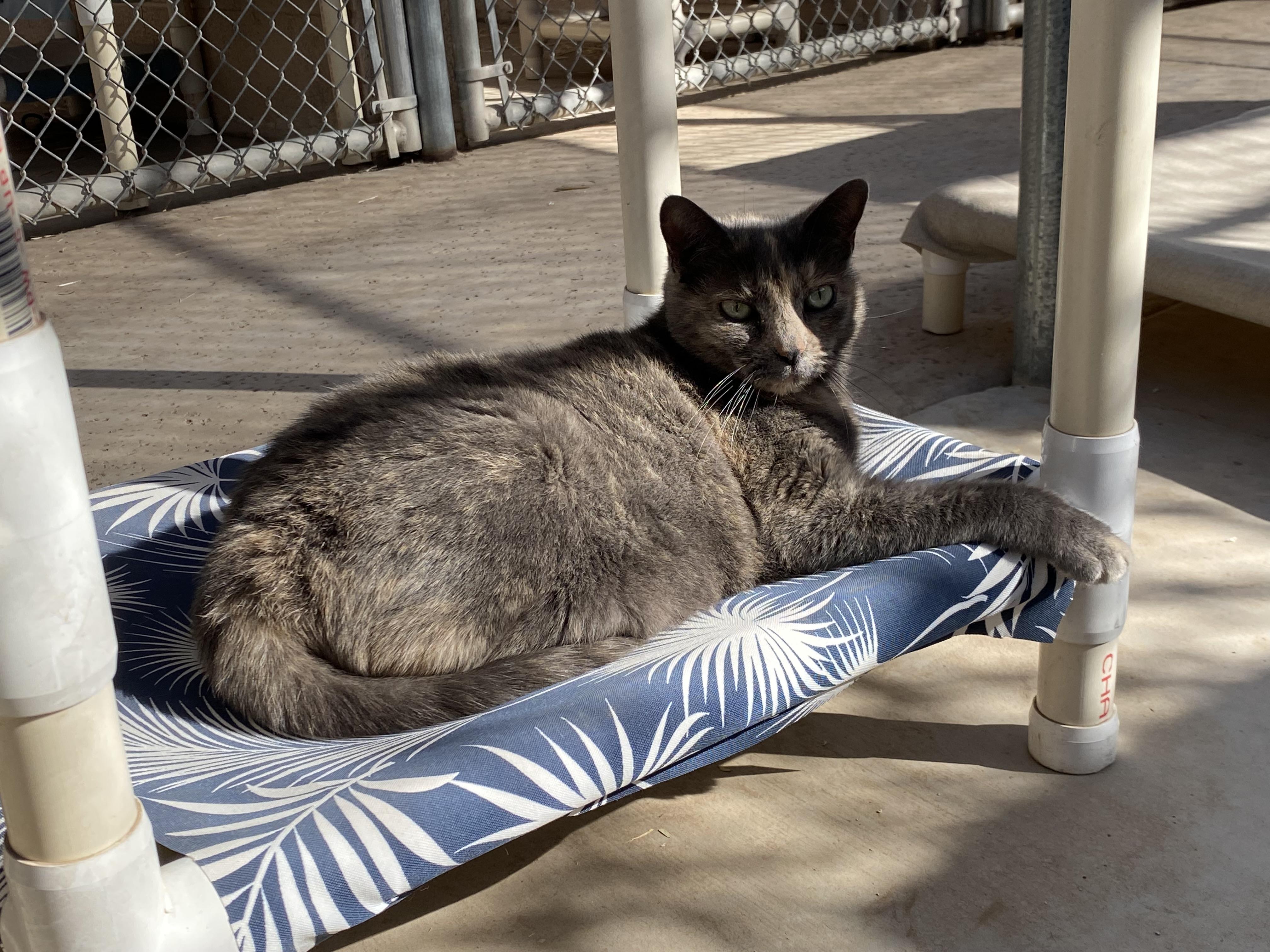 Enlarge Trixie, a Adoptable Domestic Short Hair in Phoenix, AZ image 2/4