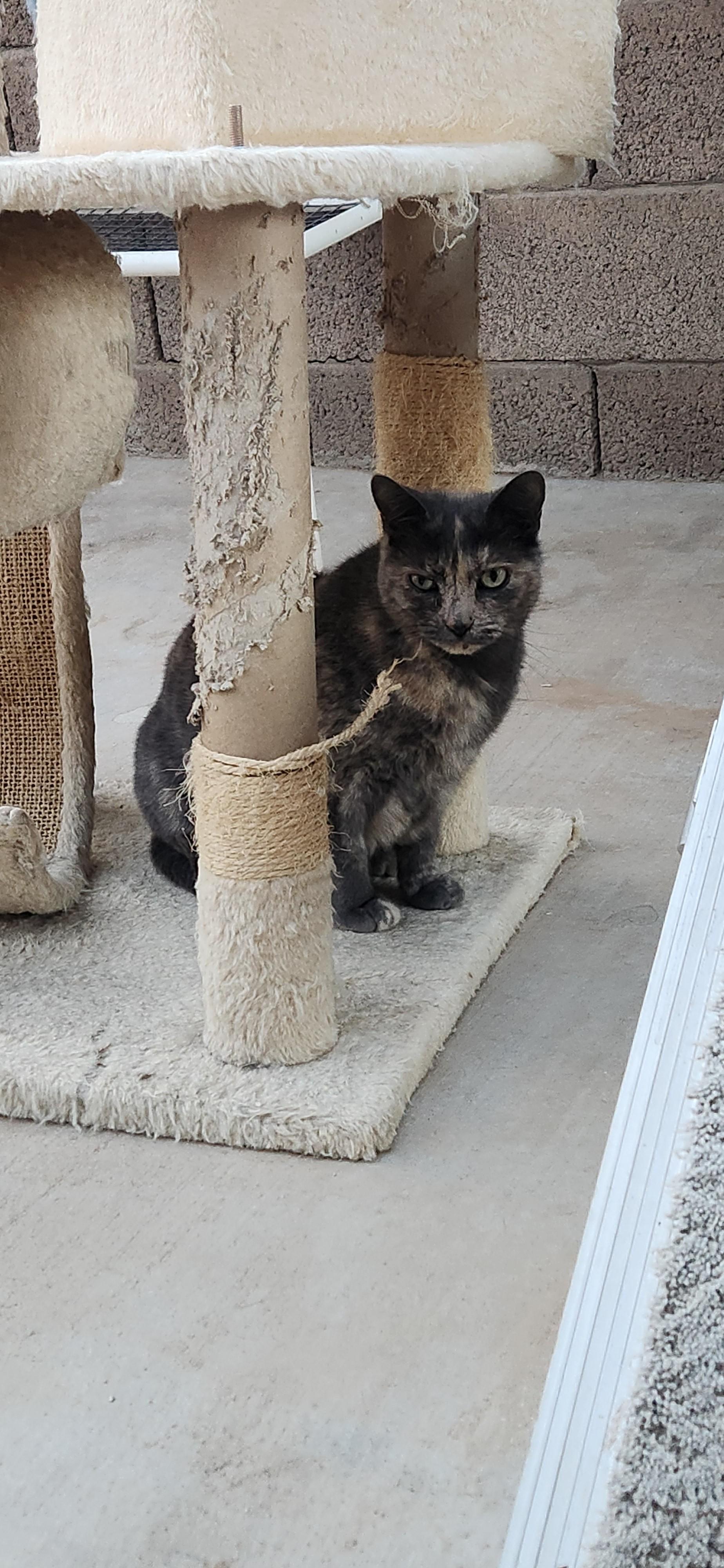 Enlarge Trixie, a Adoptable Domestic Short Hair in Phoenix, AZ image 3/4