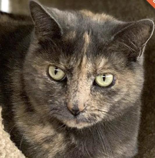 Enlarge Trixie, a Adoptable Domestic Short Hair in Phoenix, AZ image 4/4