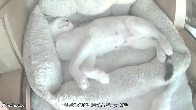 Beckley, a Adoptable mixed breed in Tampa, FL image 4/5