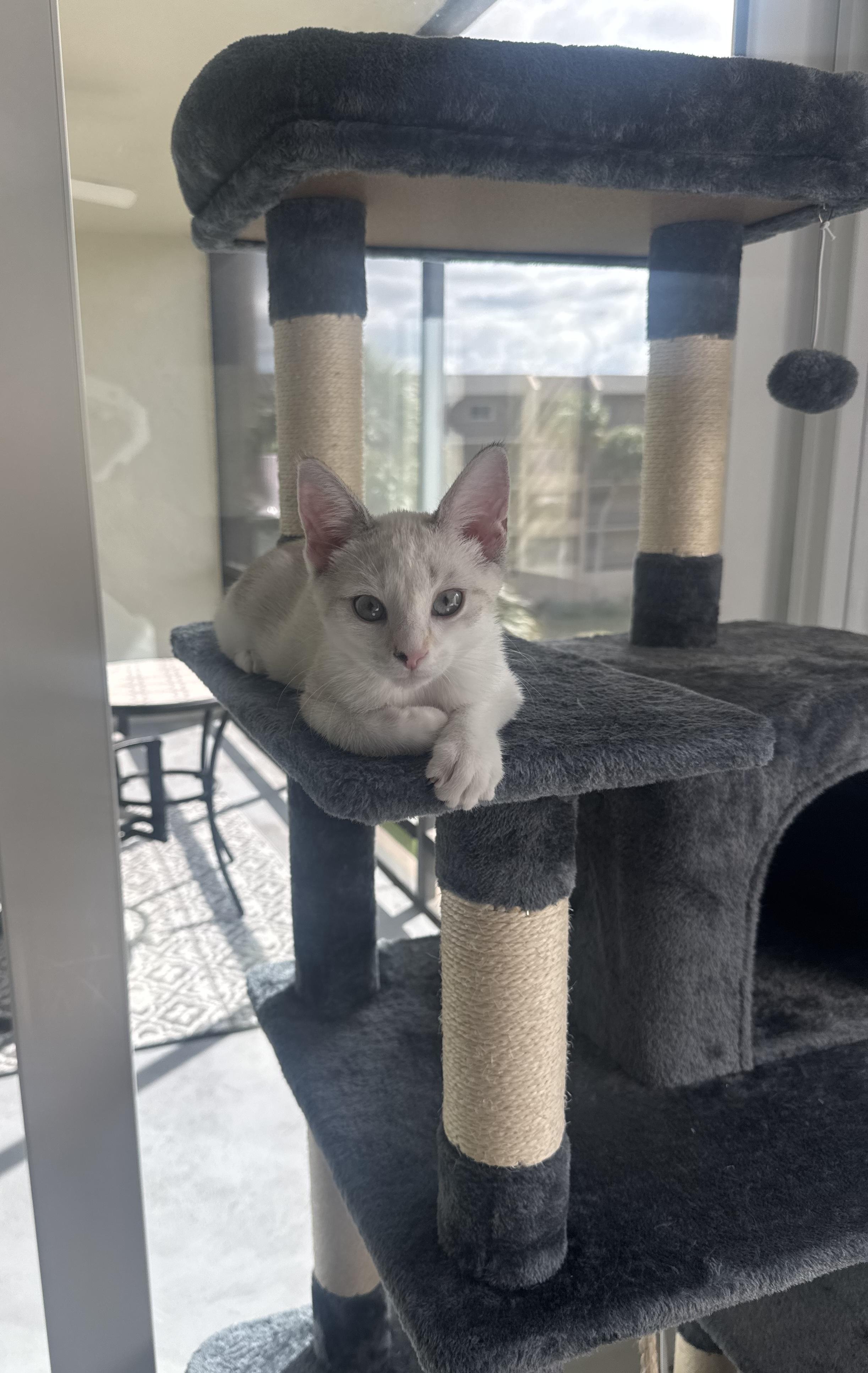 Beckley, a Adoptable mixed breed in Tampa, FL image 3/5