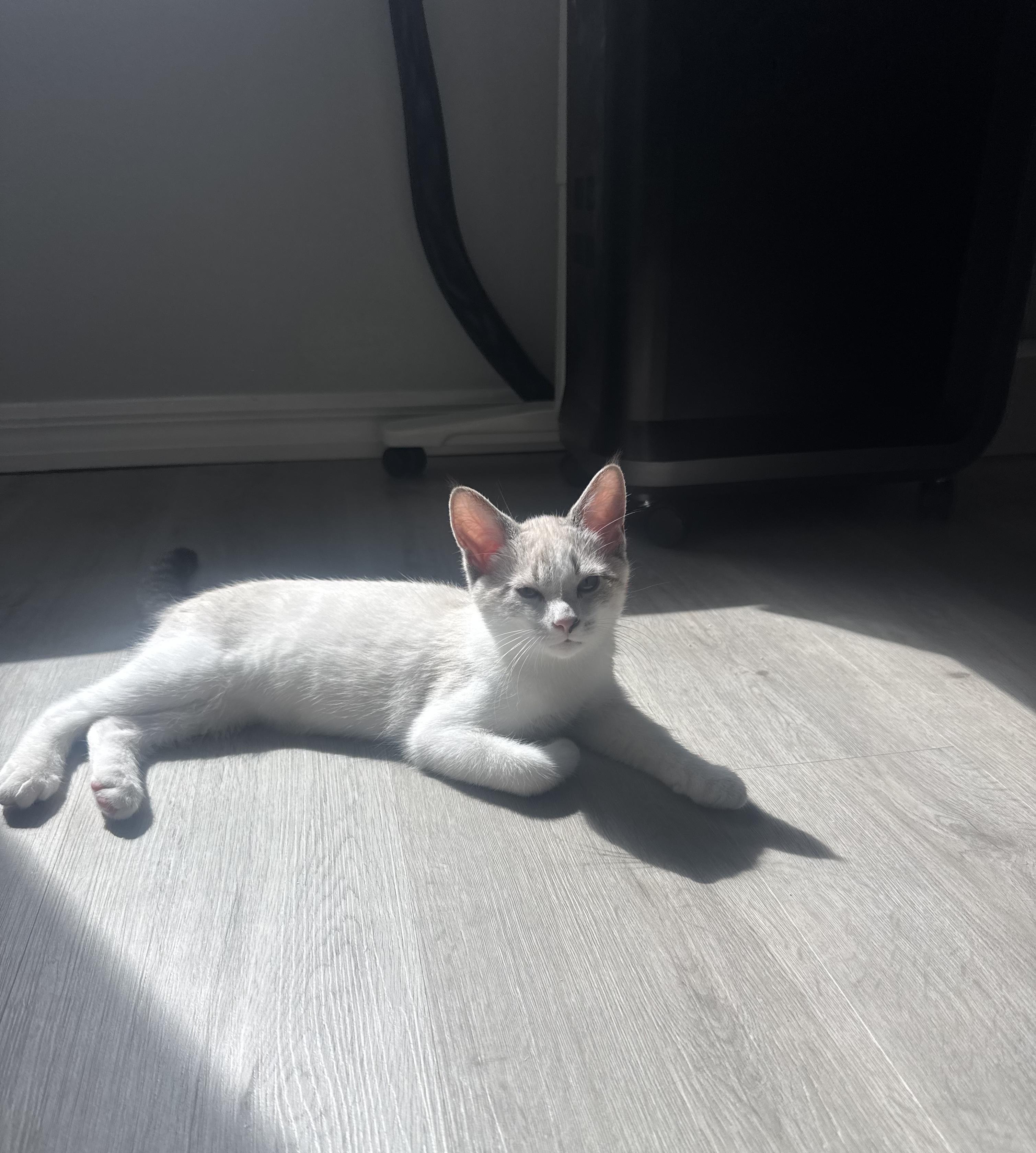 Beckley, a Adoptable mixed breed in Tampa, FL image 2/5