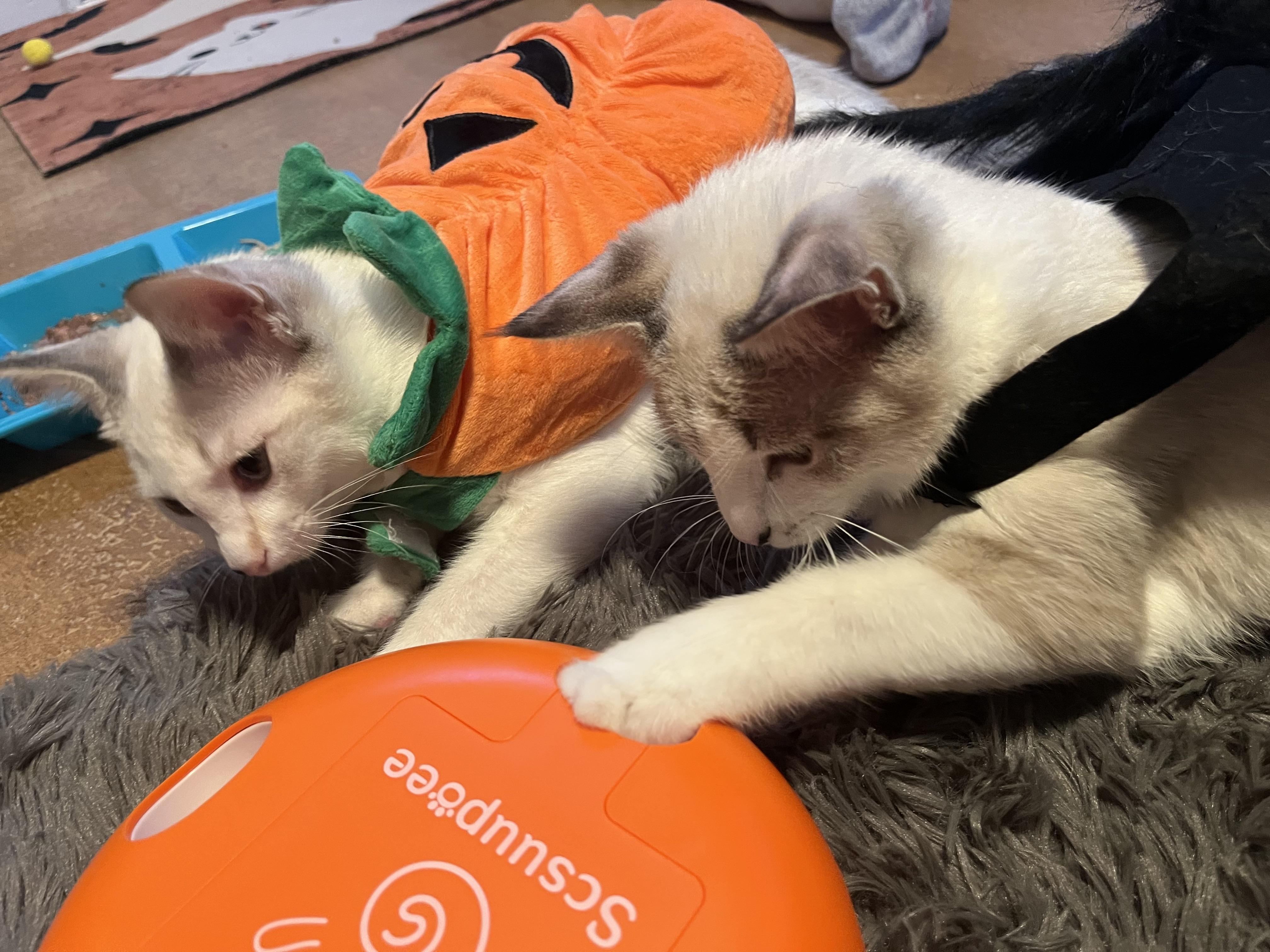 Beckley, Adoptable, Young Female Siamese & Tabby.