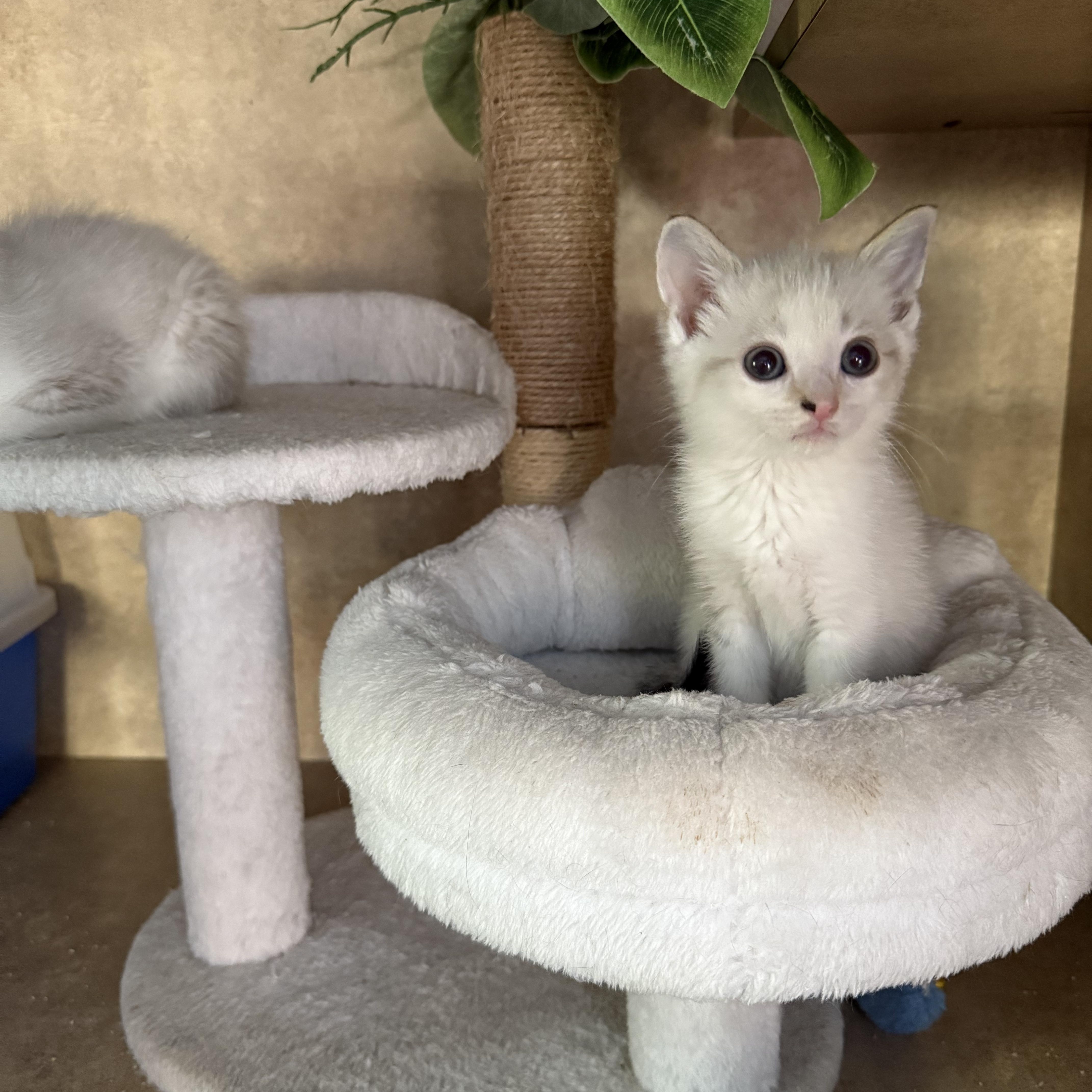 Beckley, a Adoptable mixed breed in Tampa, FL image 5/5