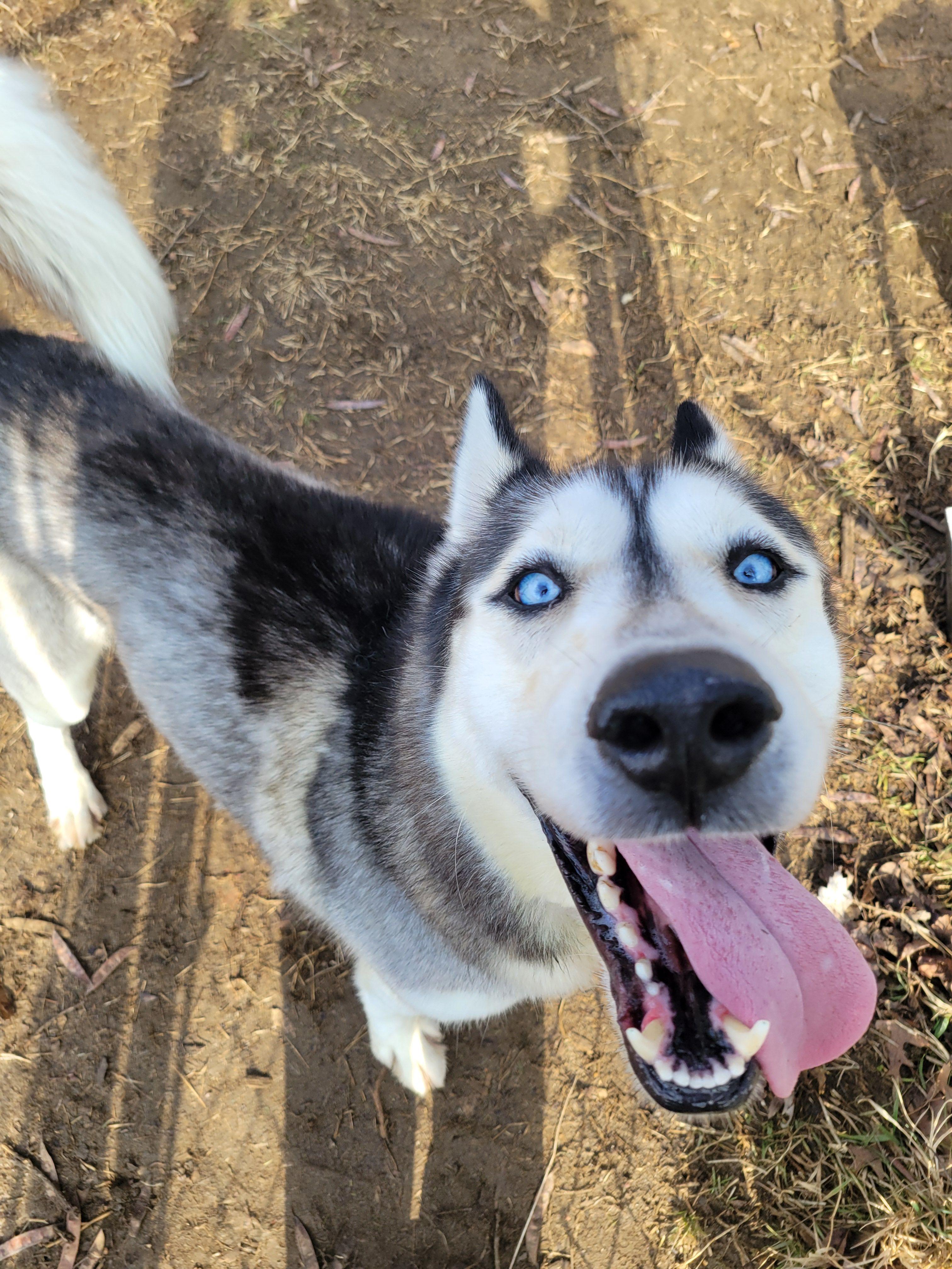 Blizzard, an adopted Husky in Mishawaka, IN image 2/6