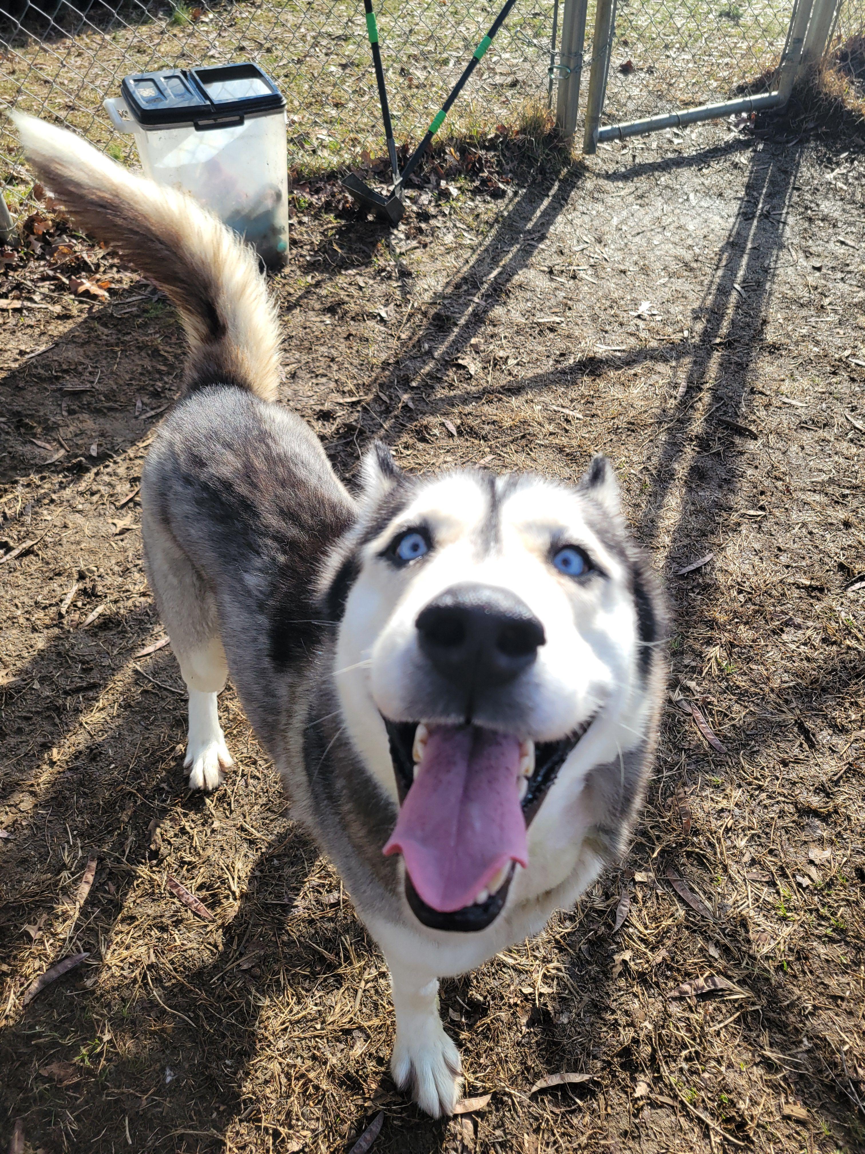 Blizzard, an adopted Husky in Mishawaka, IN image 5/6