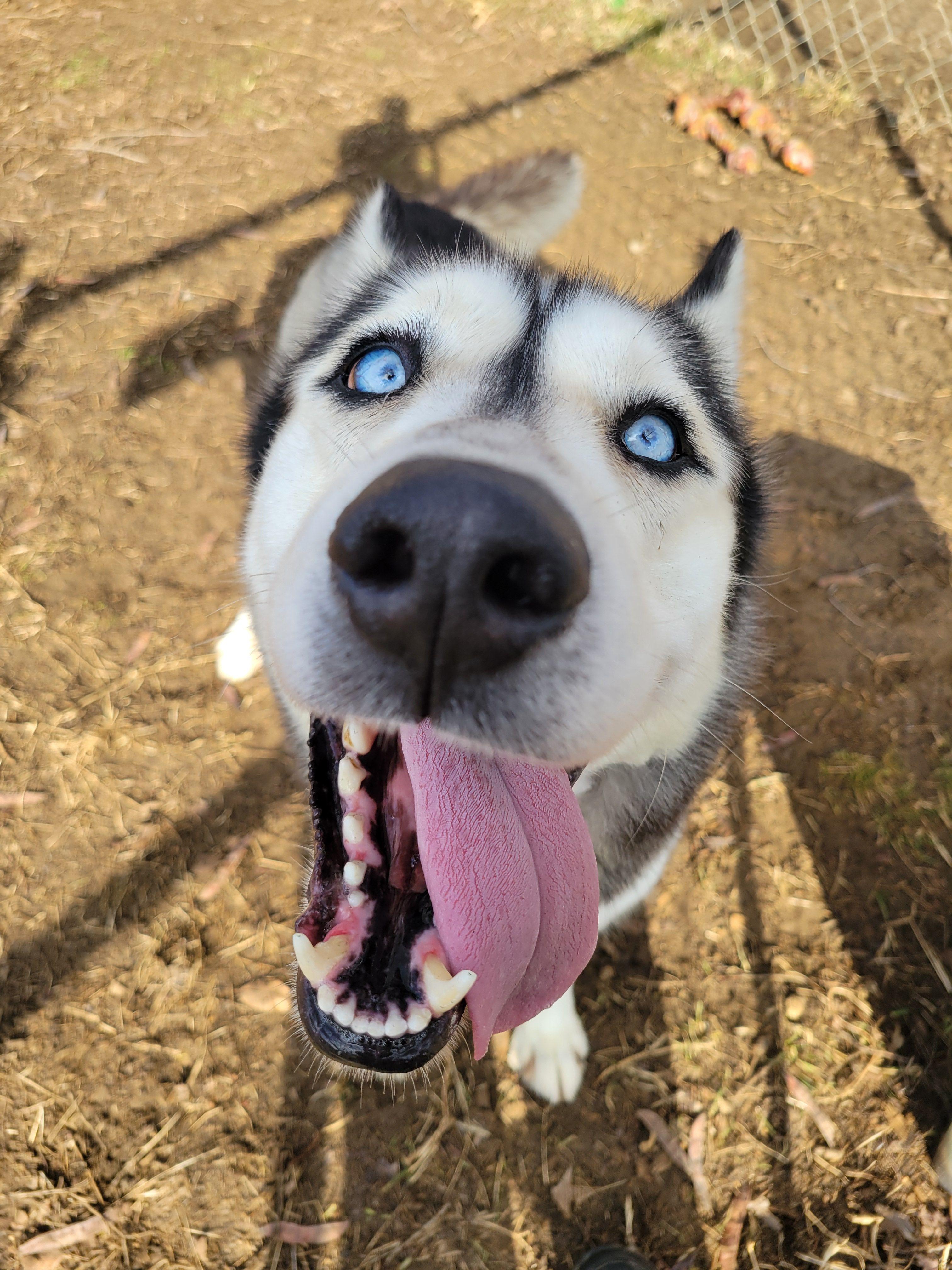Blizzard, an adopted Husky in Mishawaka, IN image 6/6