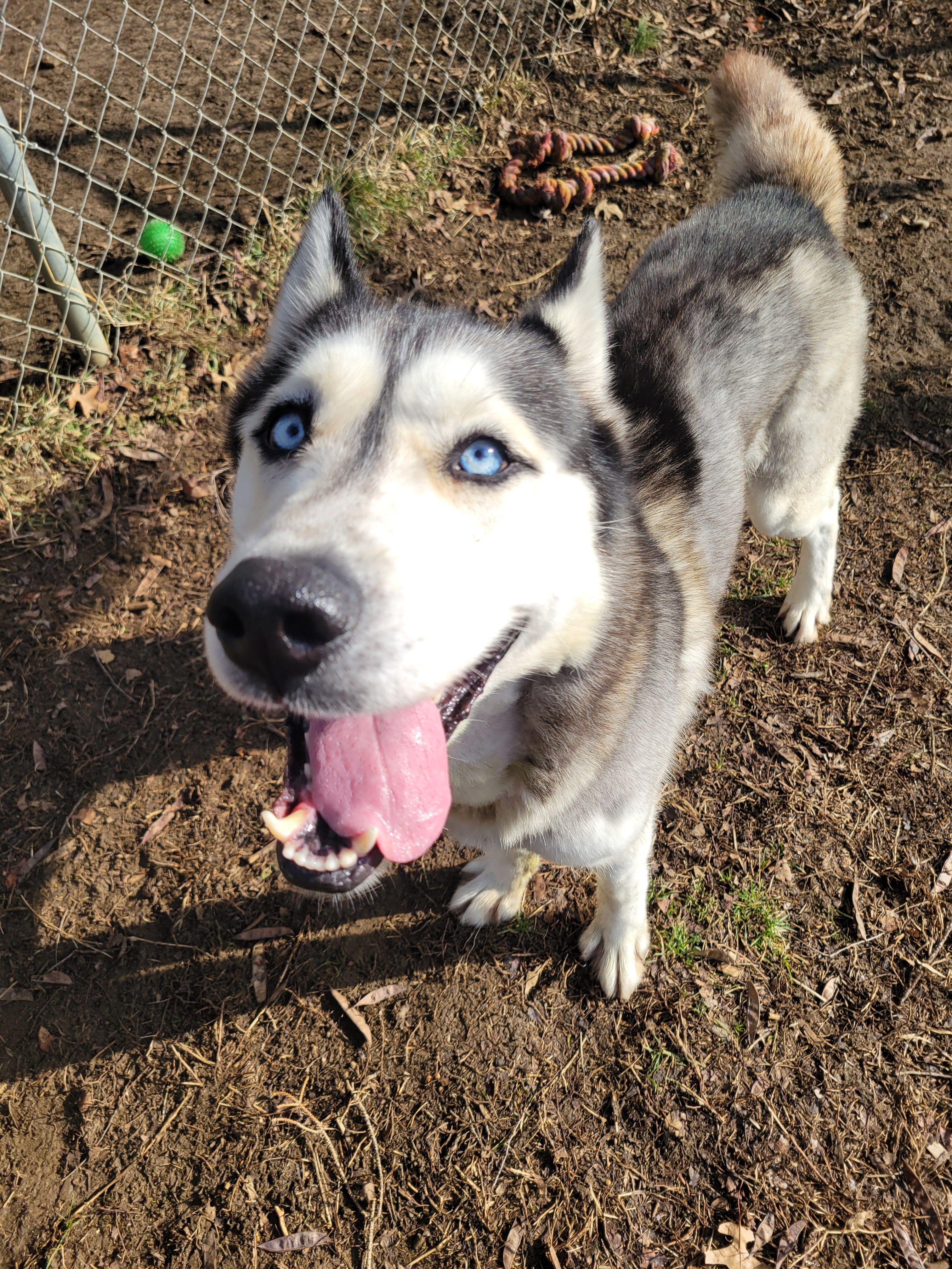 Blizzard, an adopted Husky in Mishawaka, IN image 1/6