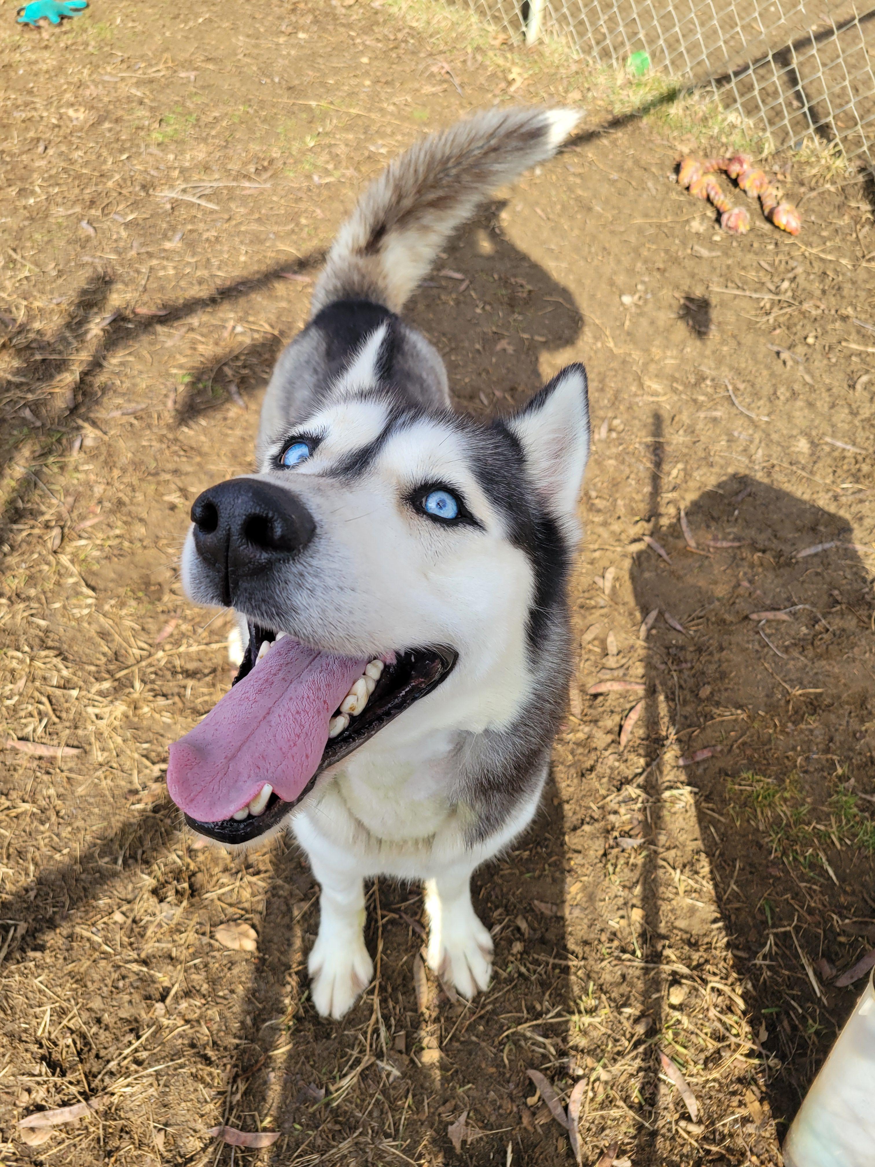 Blizzard, an adopted Husky in Mishawaka, IN image 3/6