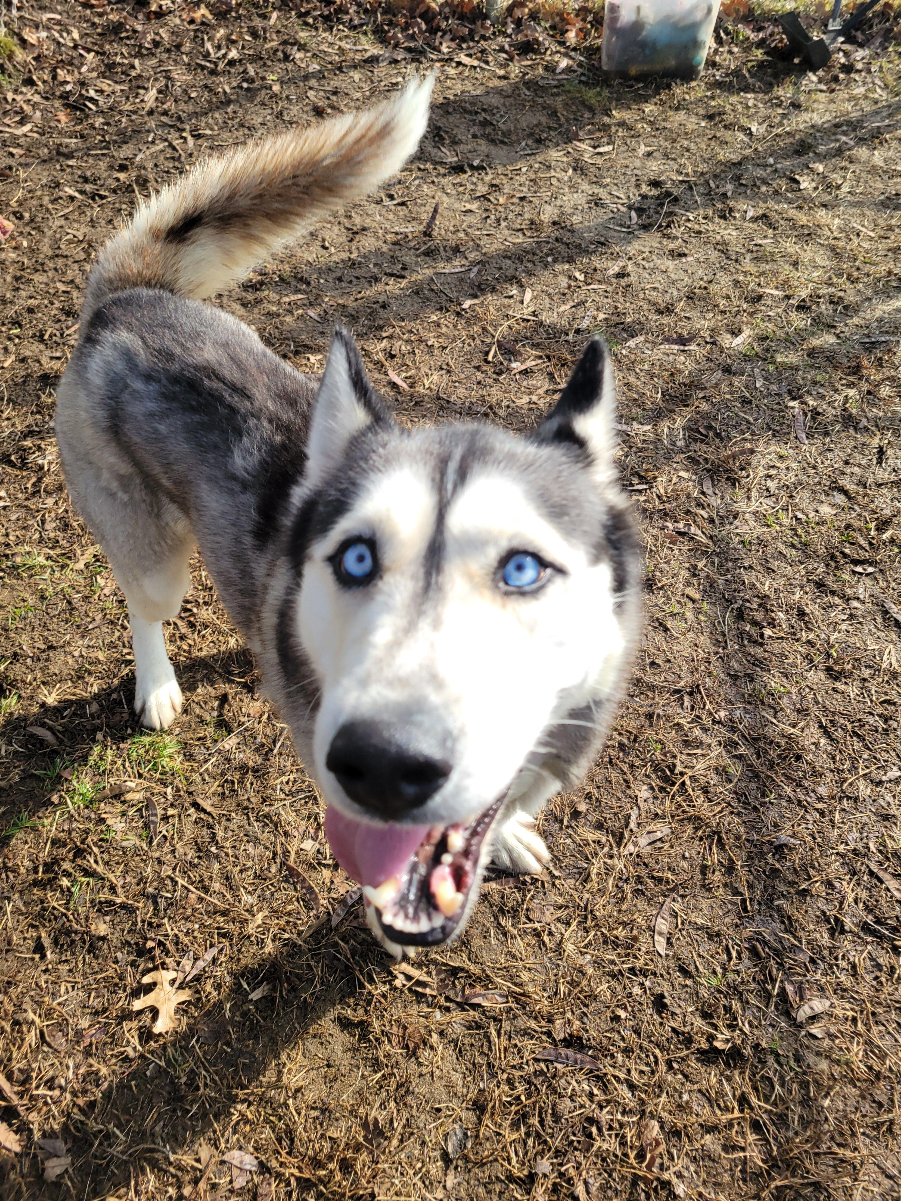 Blizzard, an adopted Husky in Mishawaka, IN image 4/6