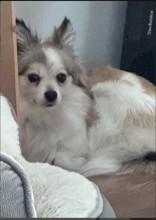 Enlarge Bambi, a ADOPTABLE mixed breed in Cranbrook, BC image 3/3