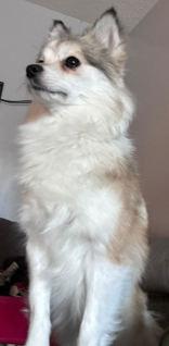 Enlarge Bambi, a ADOPTABLE mixed breed in Cranbrook, BC image 2/3