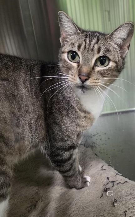 Enlarge Electra, a Adoptable Domestic Short Hair in Troy, AL image 1/2