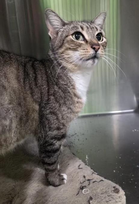 Enlarge Electra, a Adoptable Domestic Short Hair in Troy, AL image 2/2
