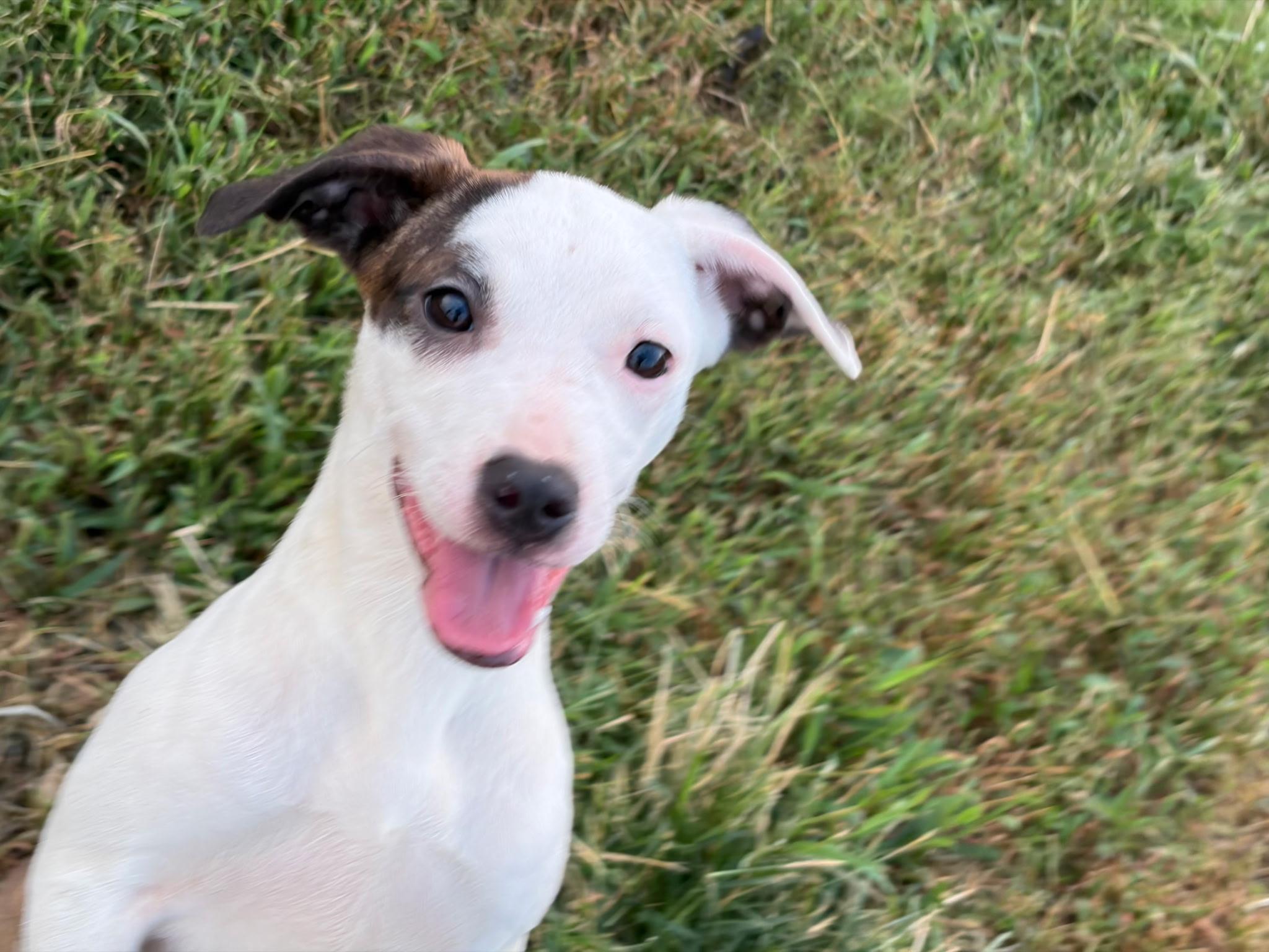 Maple, Adoptable, Puppy Female Mixed Breed.