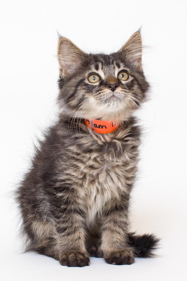 Buddy, Adoptable, Senior Male Domestic Medium Hair.
