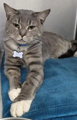 CA 130 Milo, Adoptable, Adult Male Domestic Short Hair.