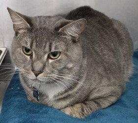 Enlarge CA 130 Milo, a Adoptable Domestic Short Hair in Glen Allen, VA image 2/2