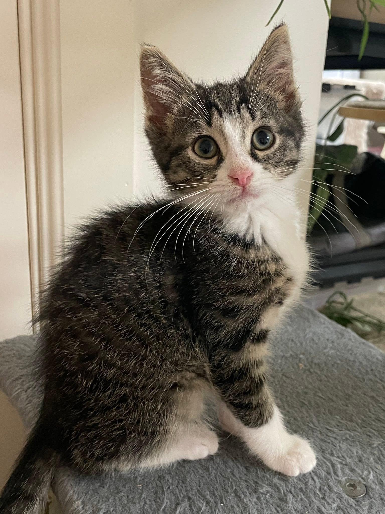 Enlarge Pablo, a Adoptable Domestic Short Hair in Sterling Heights, MI image 1/3