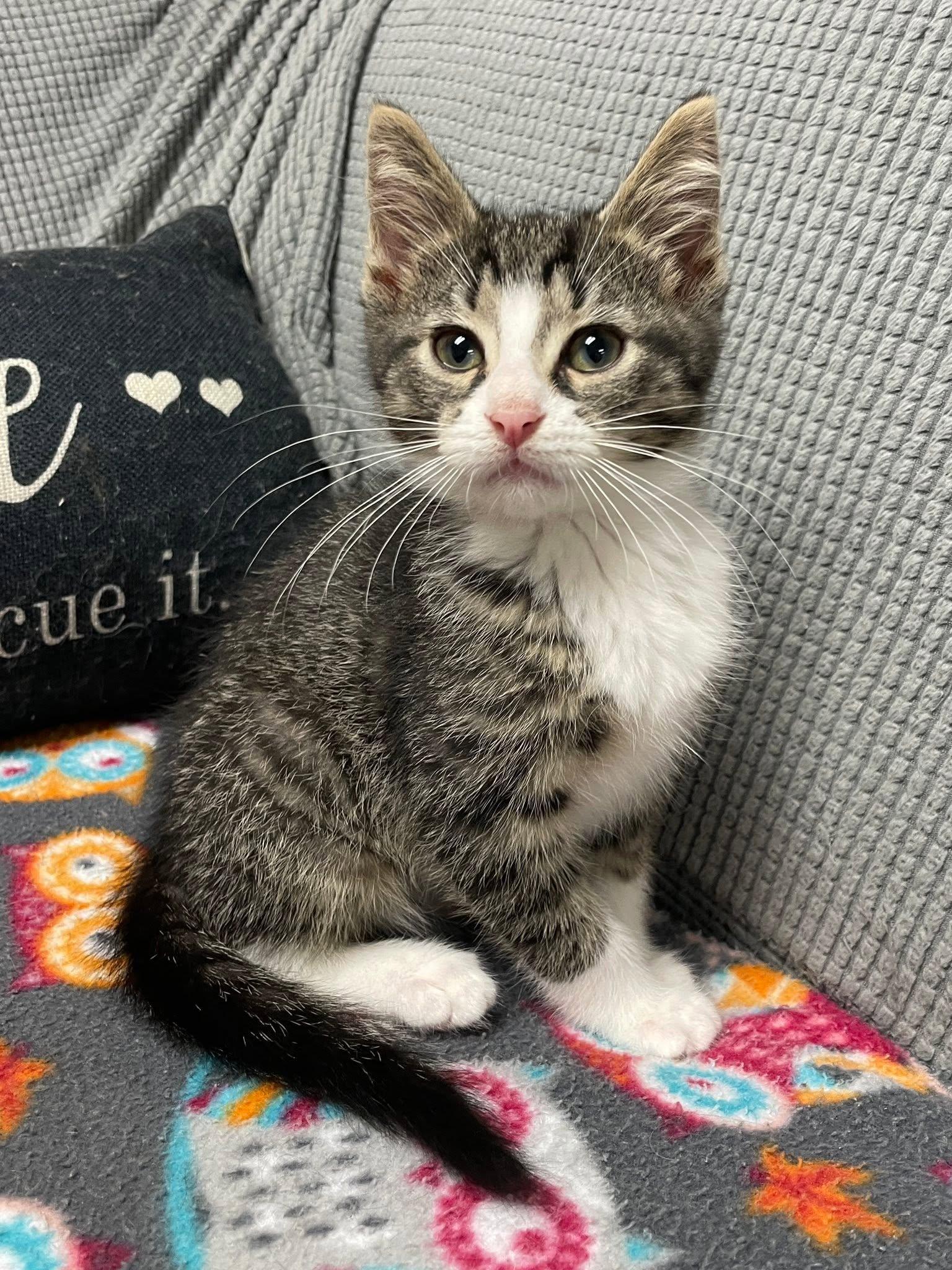 Enlarge Pablo, a Adoptable Domestic Short Hair in Sterling Heights, MI image 3/3
