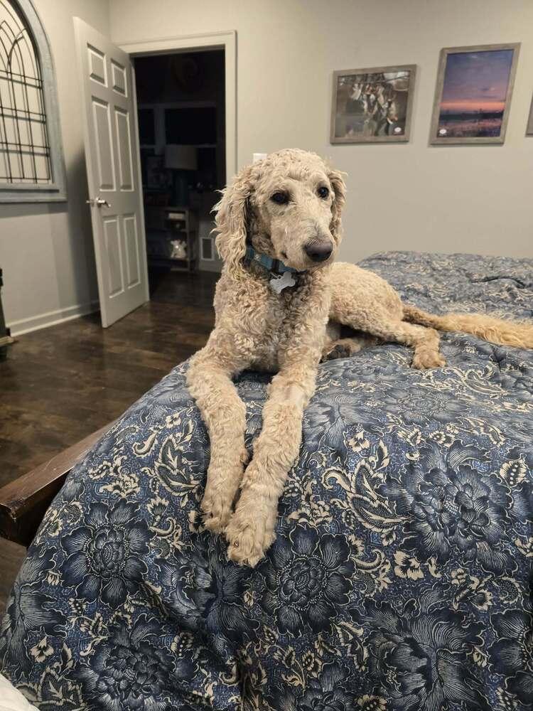 Sir Teddy — thumbnail 2