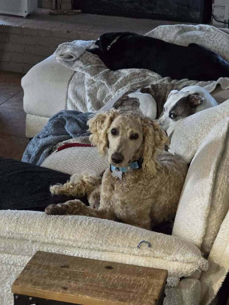 Sir Teddy — thumbnail 3